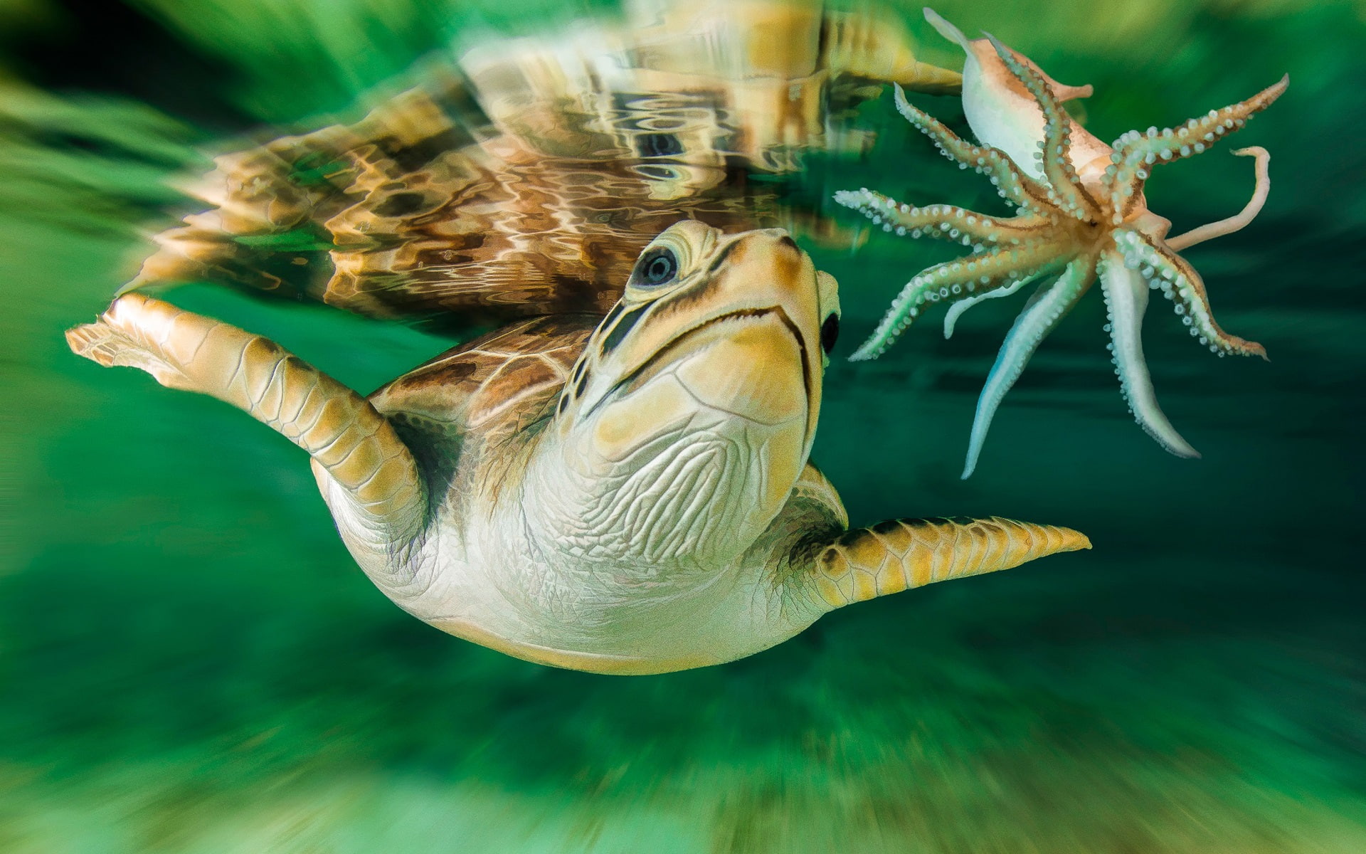 Sea, squid, brown, Australia, Underwater, white, Turtle, 1080P, World, HD Wallpaper