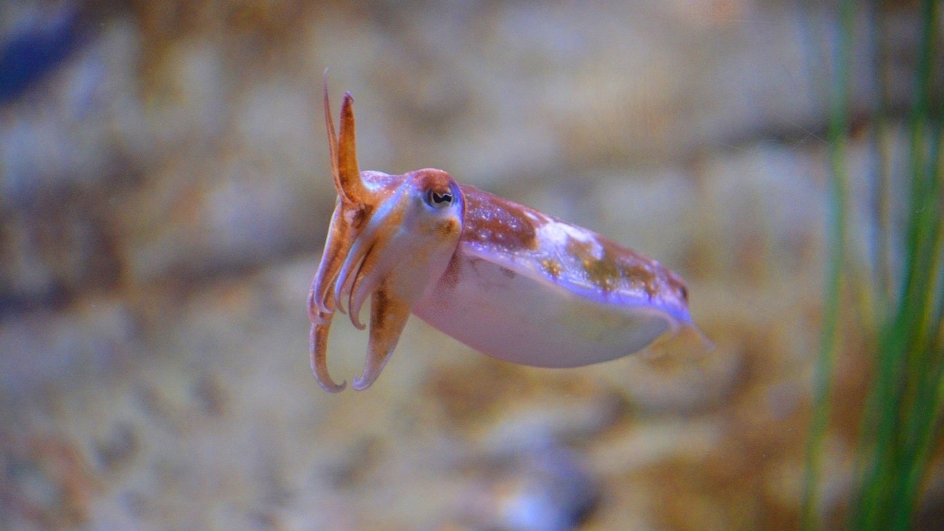 720P, Squid, Fishes, Cuttlefish, Blur, HD Wallpaper