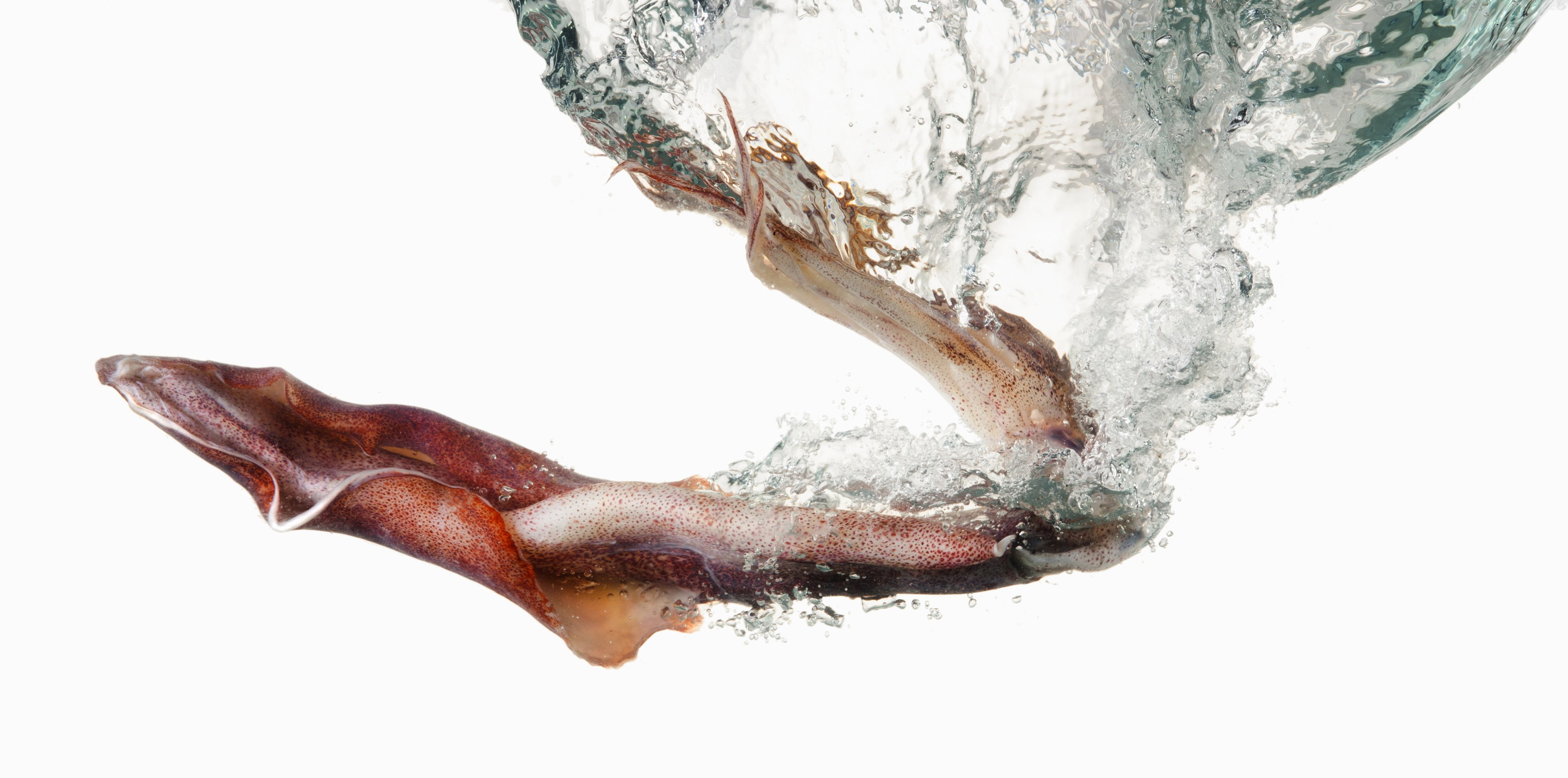 sealife, sea, squid, 4K, ocean, underwater, HD Wallpaper