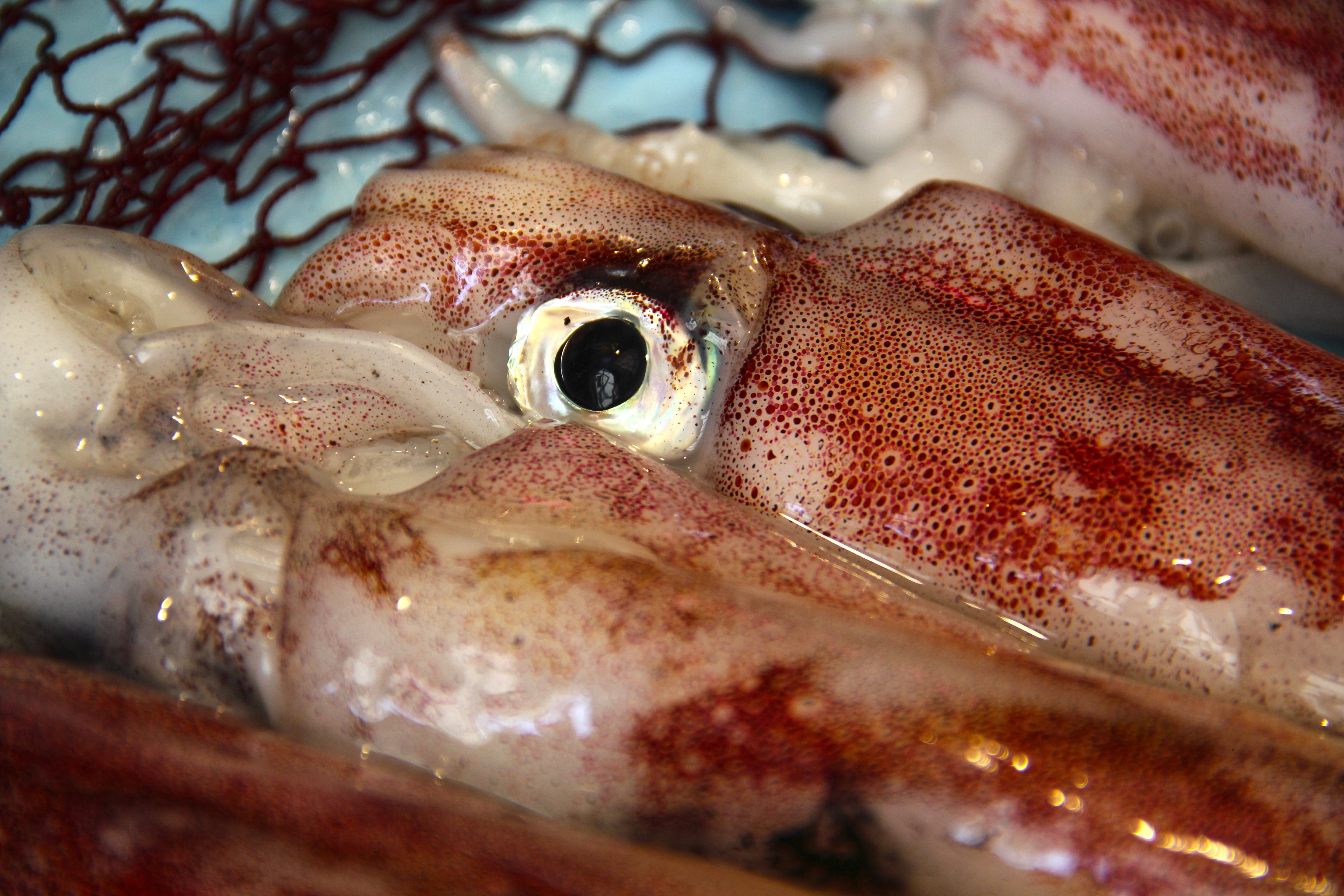 close-up, sea, fish market, raw Food, sale, wellbeing, fish, indoors, no people, food and drink, marine, 4K, seafood, food, animal eye, retail, selective focus, HD Wallpaper