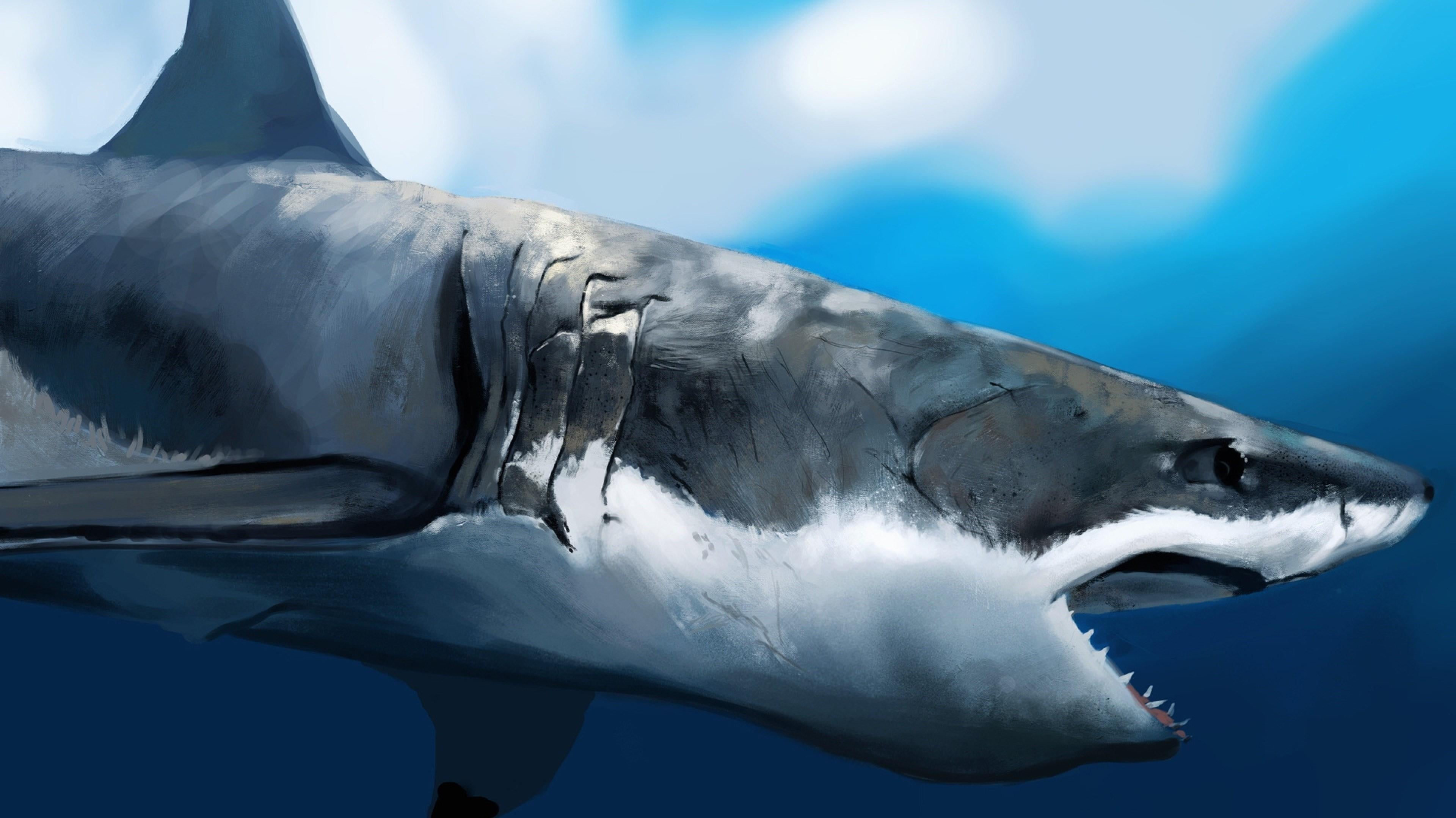 blue, no people, marine, nature, aquatic mammal, animals in the wild, painting, great white shark, sea life, animal wildlife, one animal, undersea, animal, HD Wallpaper