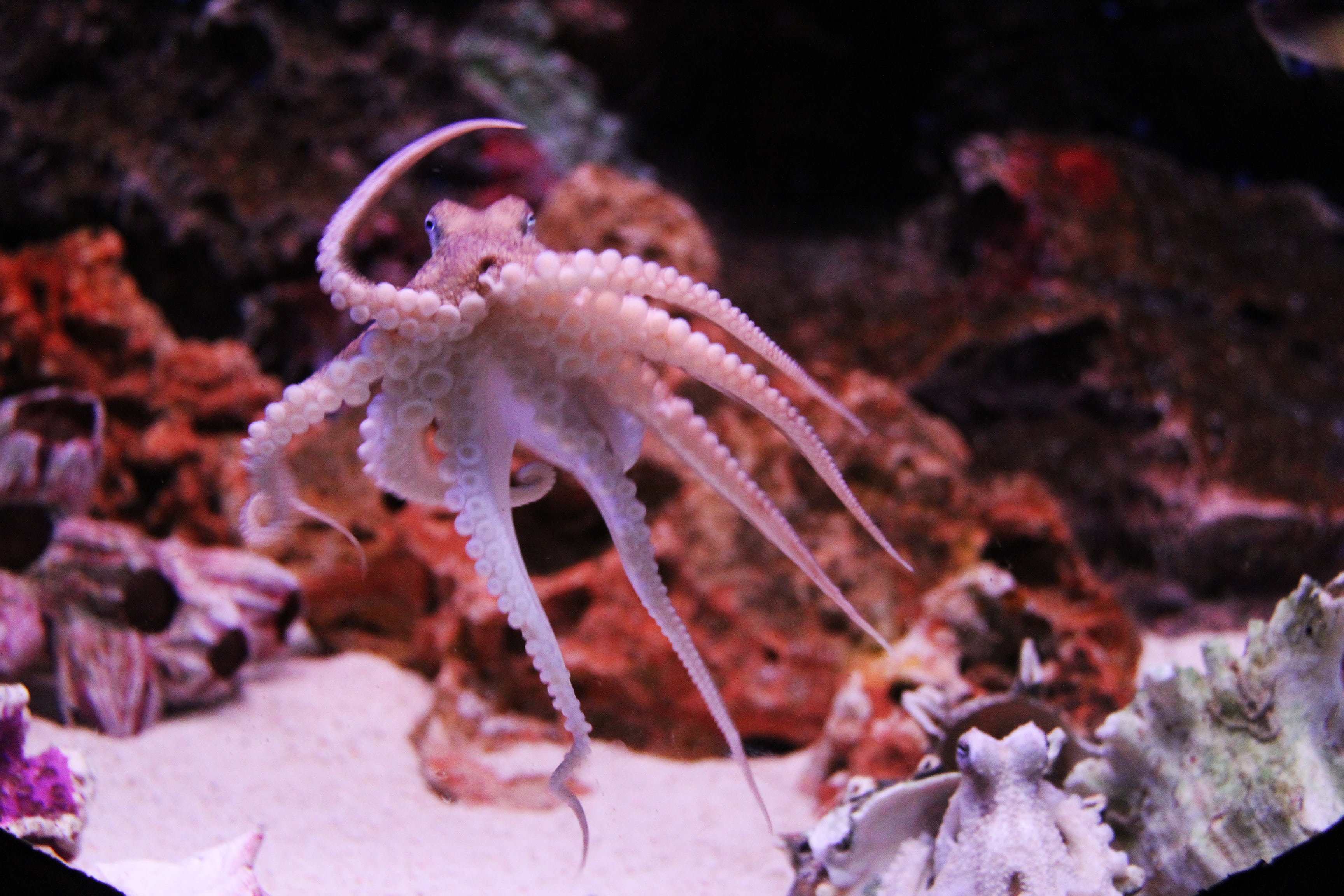 animal wildlife, siam paragon, undersea, octopus, ecosystem, sea, invertebrate, fish, beautiful, siam ocean world, water, 2K, nature, no people, coral, HD Wallpaper