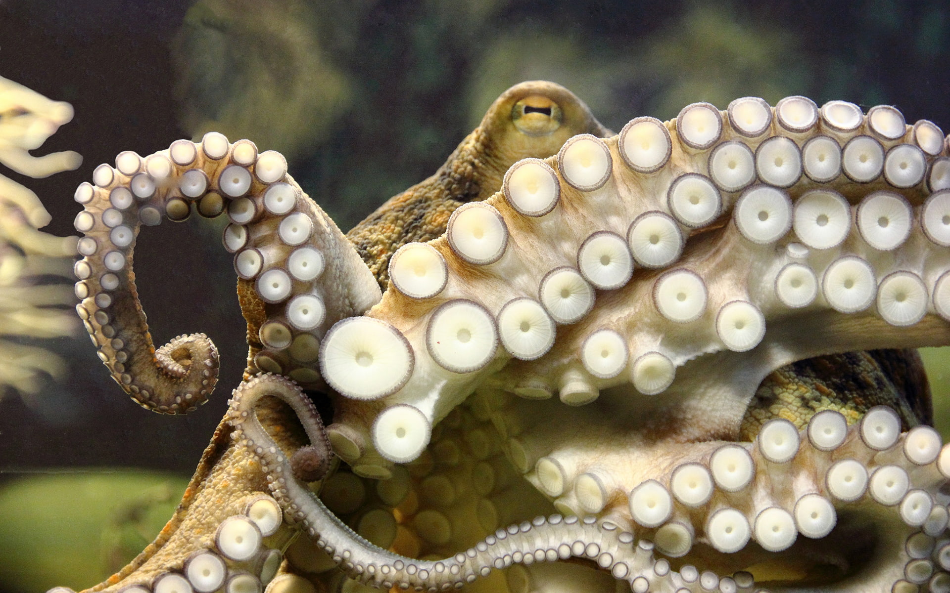 hd, brown, animals, white, 1080P, tentacles, octopus, underwater, HD Wallpaper