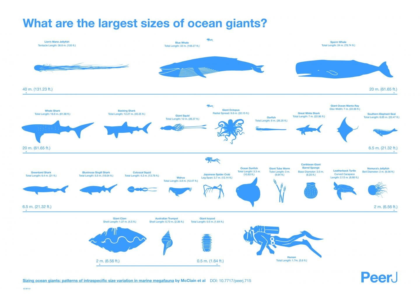 fish, animals, Octopus, Seals, shark, number, document, white color, Sea Sponge, design element, walruses, technology, business, jellyfish, Infographics, HD Wallpaper