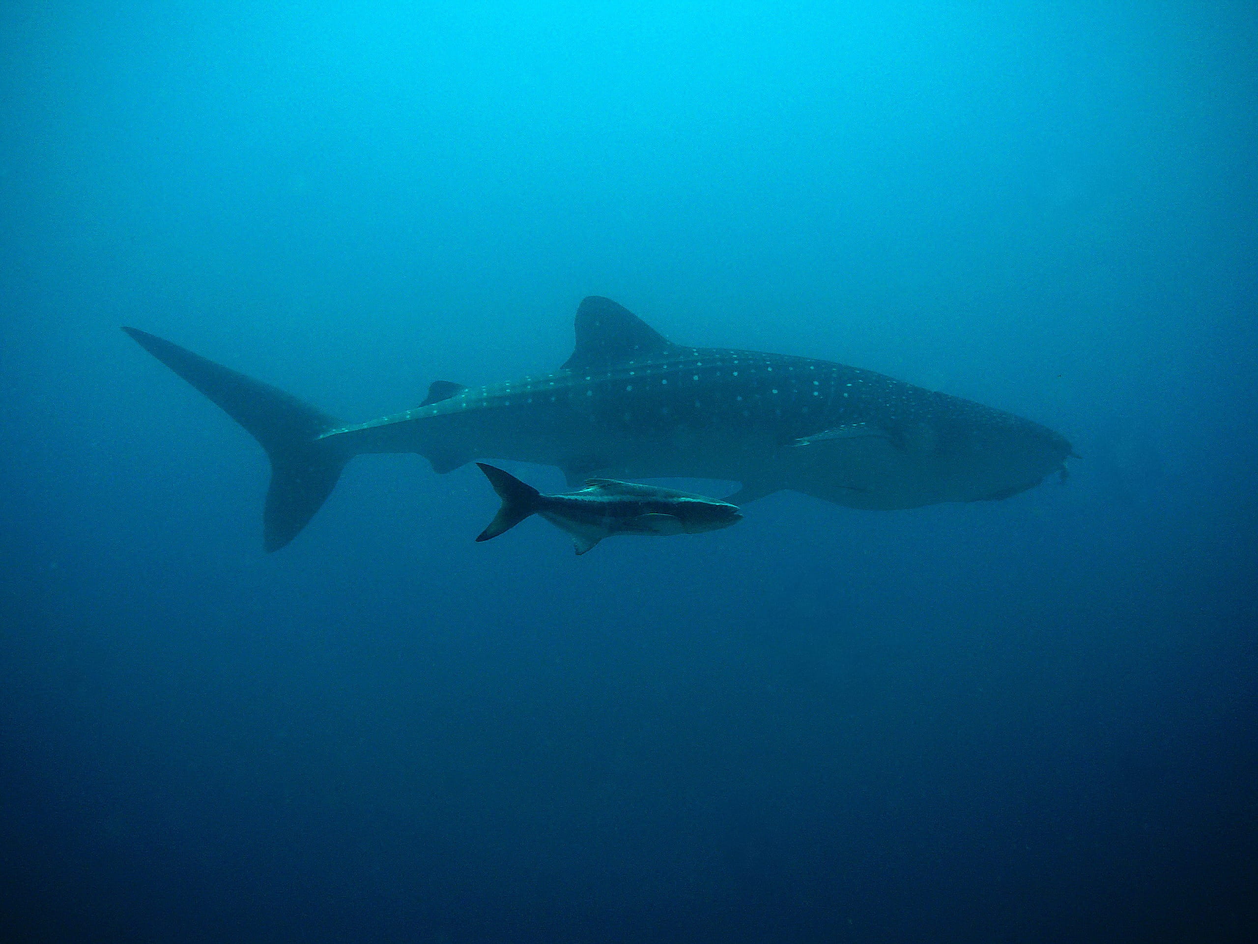 marine, one animal, thailand, undersea, grey, fish, whaleshark, animal themes, black, blue, animals in the wild, swimming, nature, animal wildlife, animal, HD Wallpaper