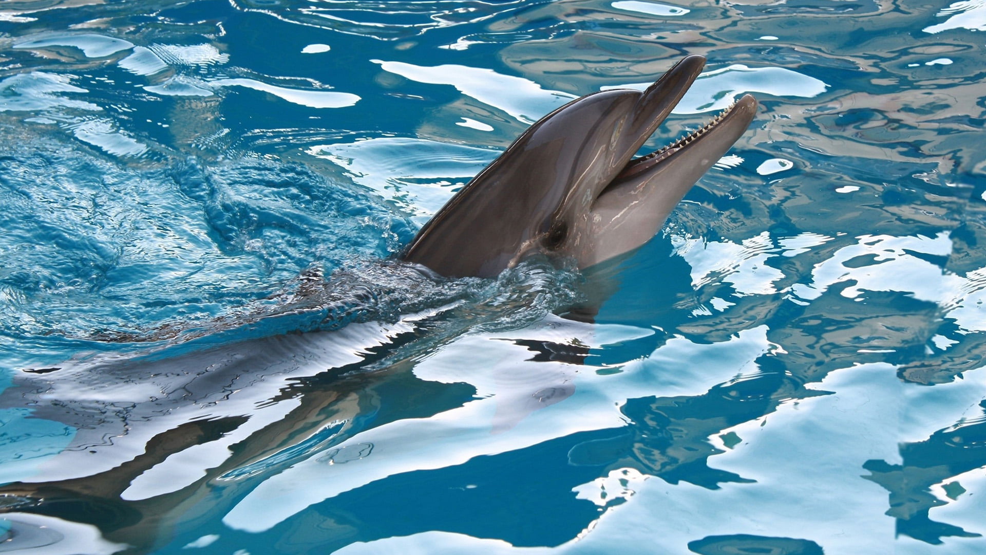 animal themes, ocean, dolphin, sun, swimming pool, marine, underwater, liquid, animals, summer, travel, life, aquatic mammal, animal wildlife, no people, HD Wallpaper