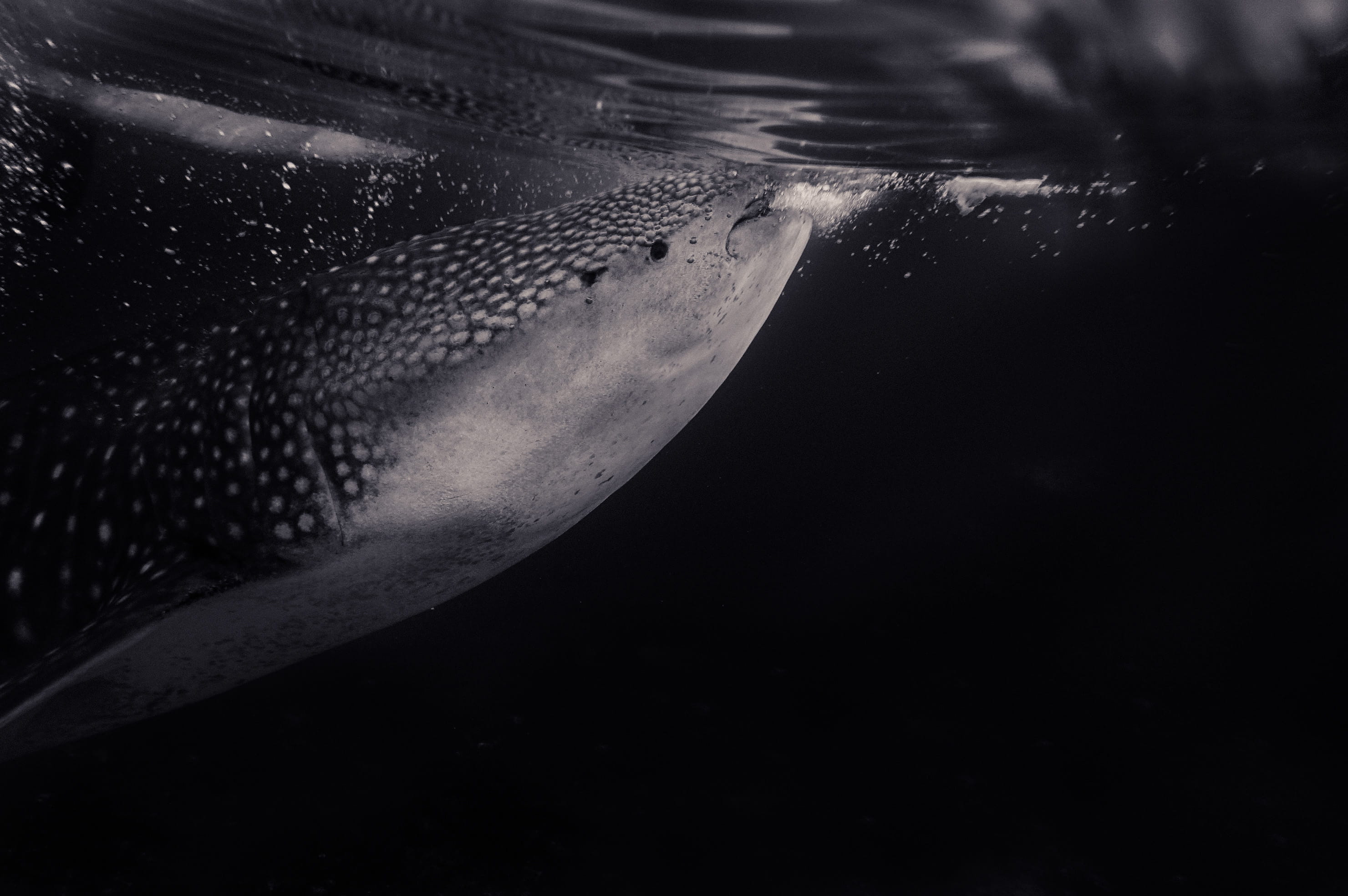 close-up, splashing, night, indoors, photo, swimming, sea life, gray, blakc and white, grayscale, water, wave, sea, ominous, animals in the wild, marine, HD Wallpaper