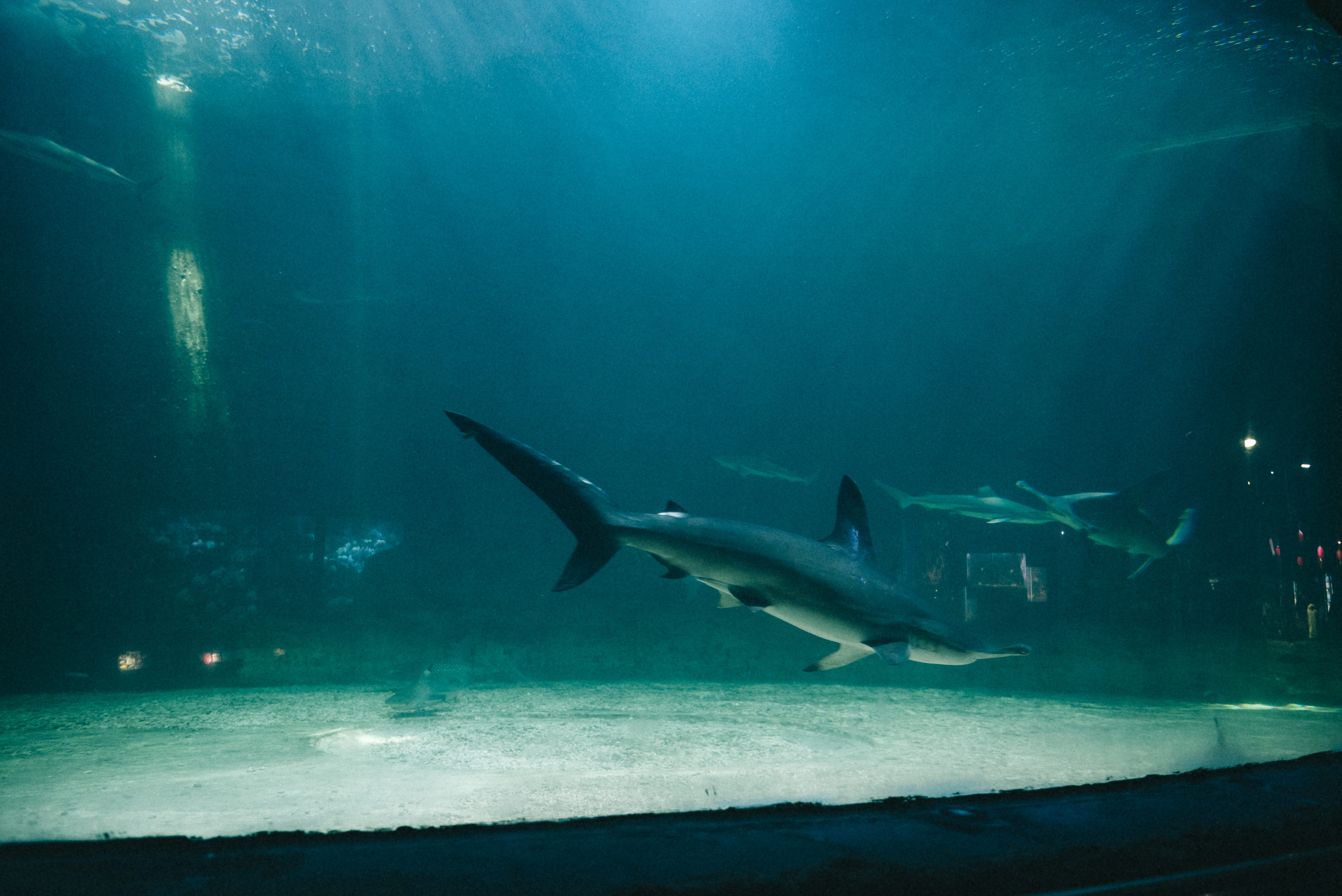 animal, diver, water, fish, no people, diving, sea, shark, animal themes, outdoors, animal wildlife, great white shark, ocean, sea life, group of animals, HD Wallpaper
