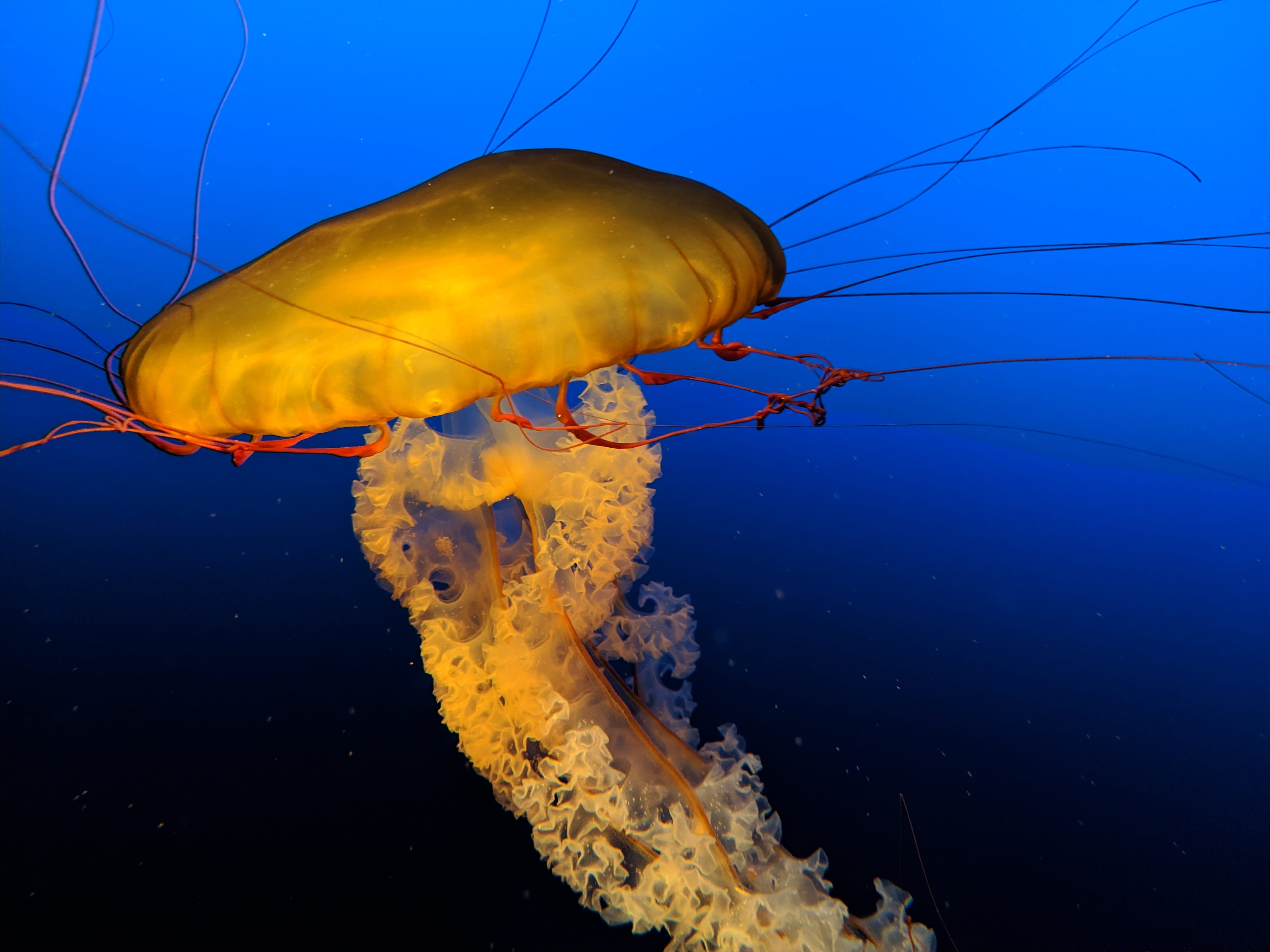 one animal, jellyfish, water, sea life, yellow, fungus, sea, swimming, animal, floating on water, no people, octopus, aquatic, sponge animal, close-up, HD Wallpaper