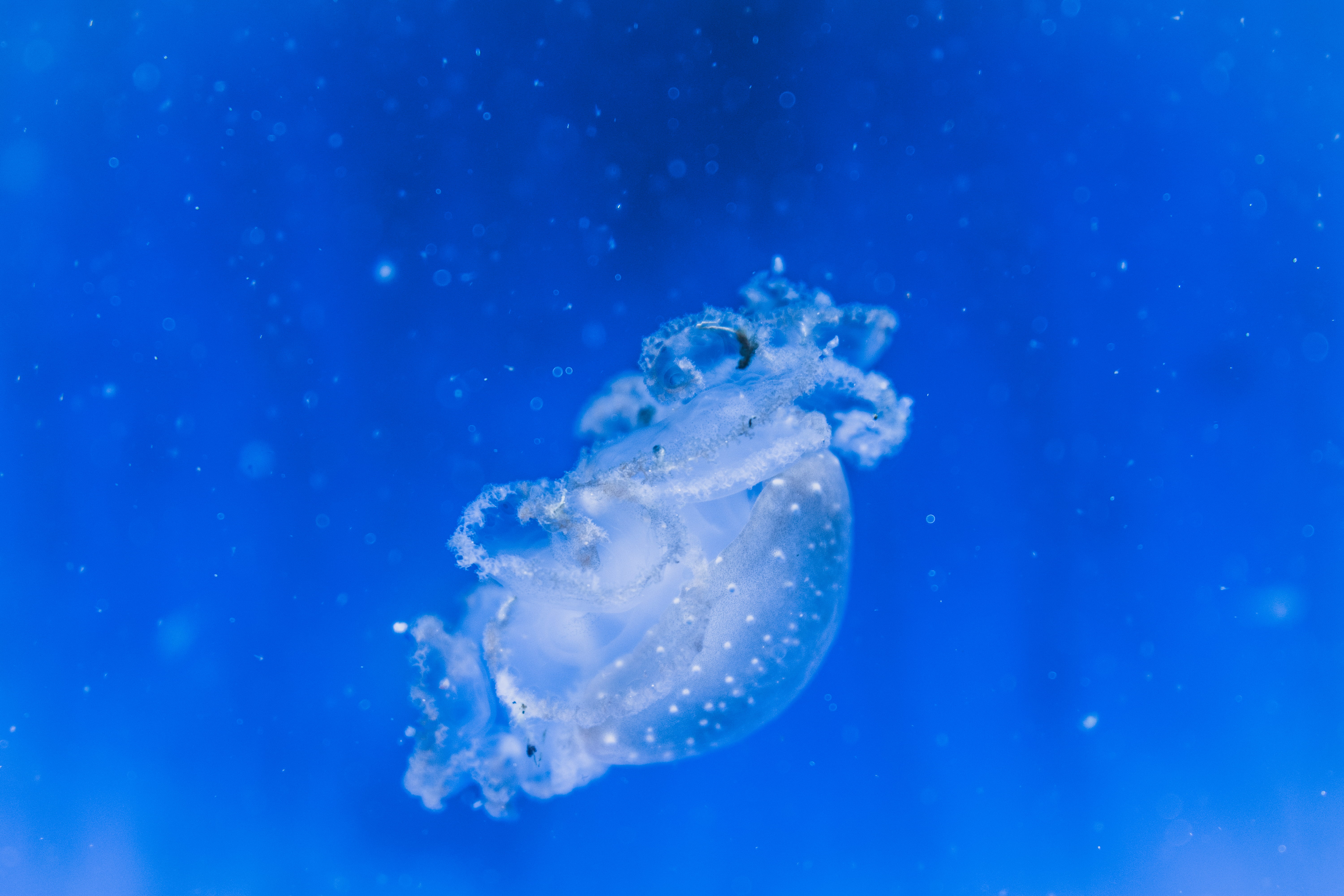 sea life, 5K, animal wildlife, no people, one animal, white, octopus, animal themes, nature, swimming, animals in the wild, pollen, invertebrate, porthole, HD Wallpaper