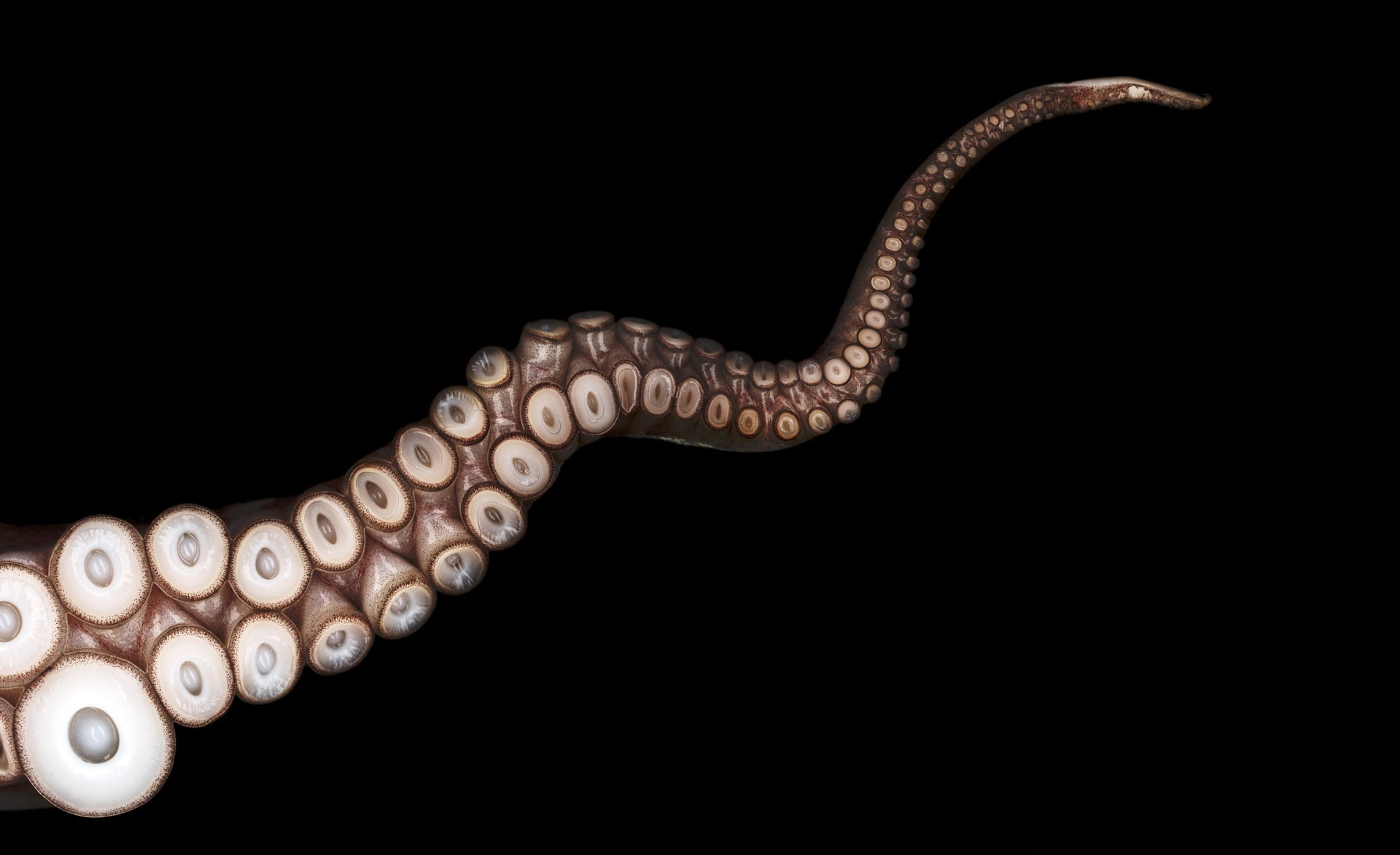 Octopus, one animal, black color, snake, tentacle, Animals, Sea, reptile, no people, studio shot, 1080P, animal themes, side view, animal wildlife, black background, HD Wallpaper