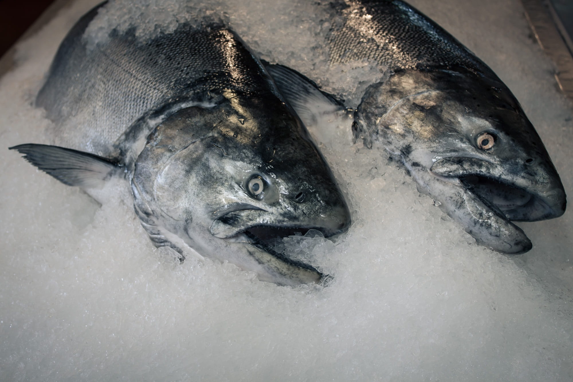 cold temperature, raw food, food, close-up, wellbeing, healthy, animal themes, high angle view, market, sea, catch, animal, cold, delicious, healthy eating, HD Wallpaper
