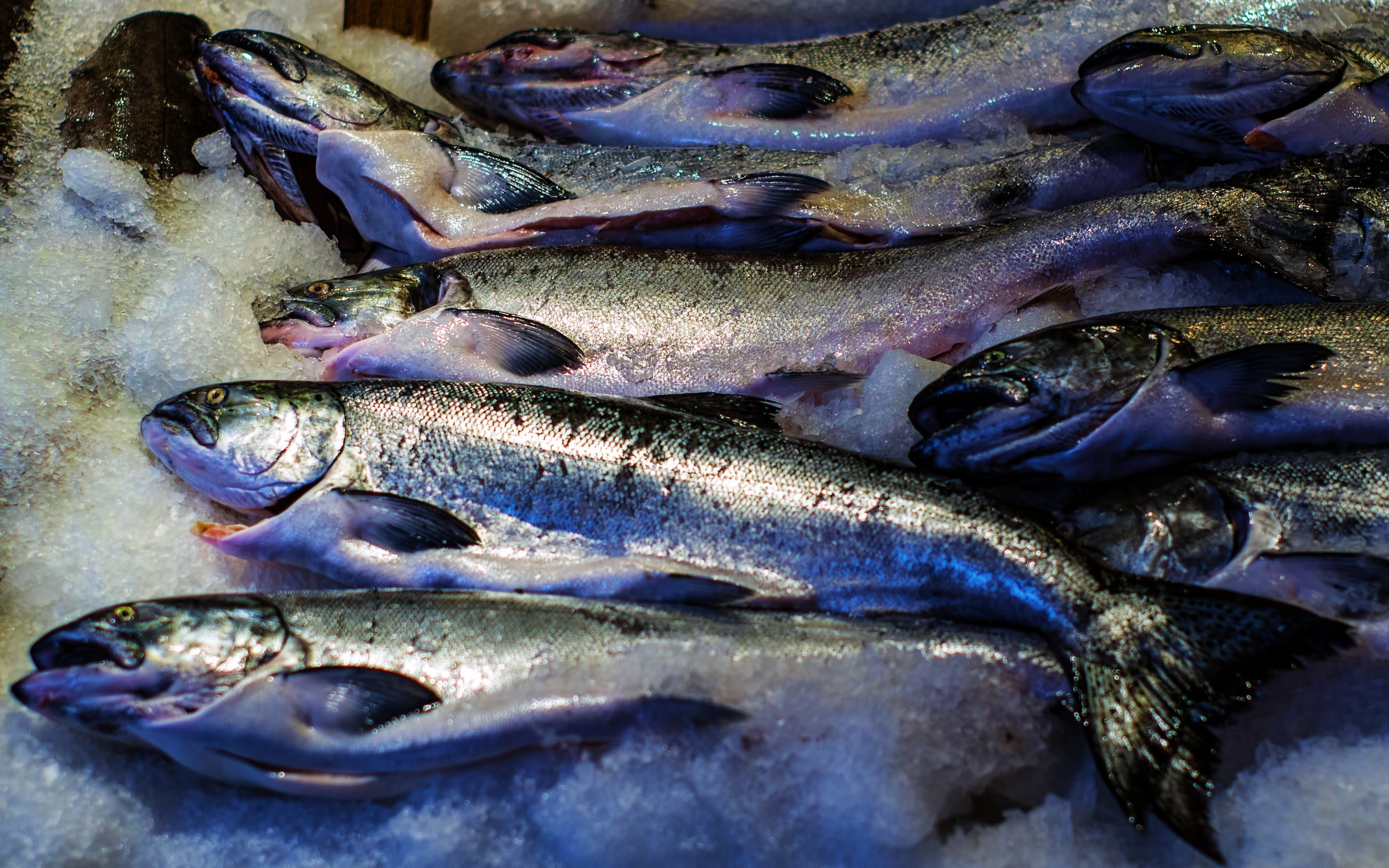 catch, high angle view, store, retail, no people, seafood, raw food, for sale, vertebrate, food, fresh, freshness, wellbeing, raw, close-up, healthy eating, HD Wallpaper