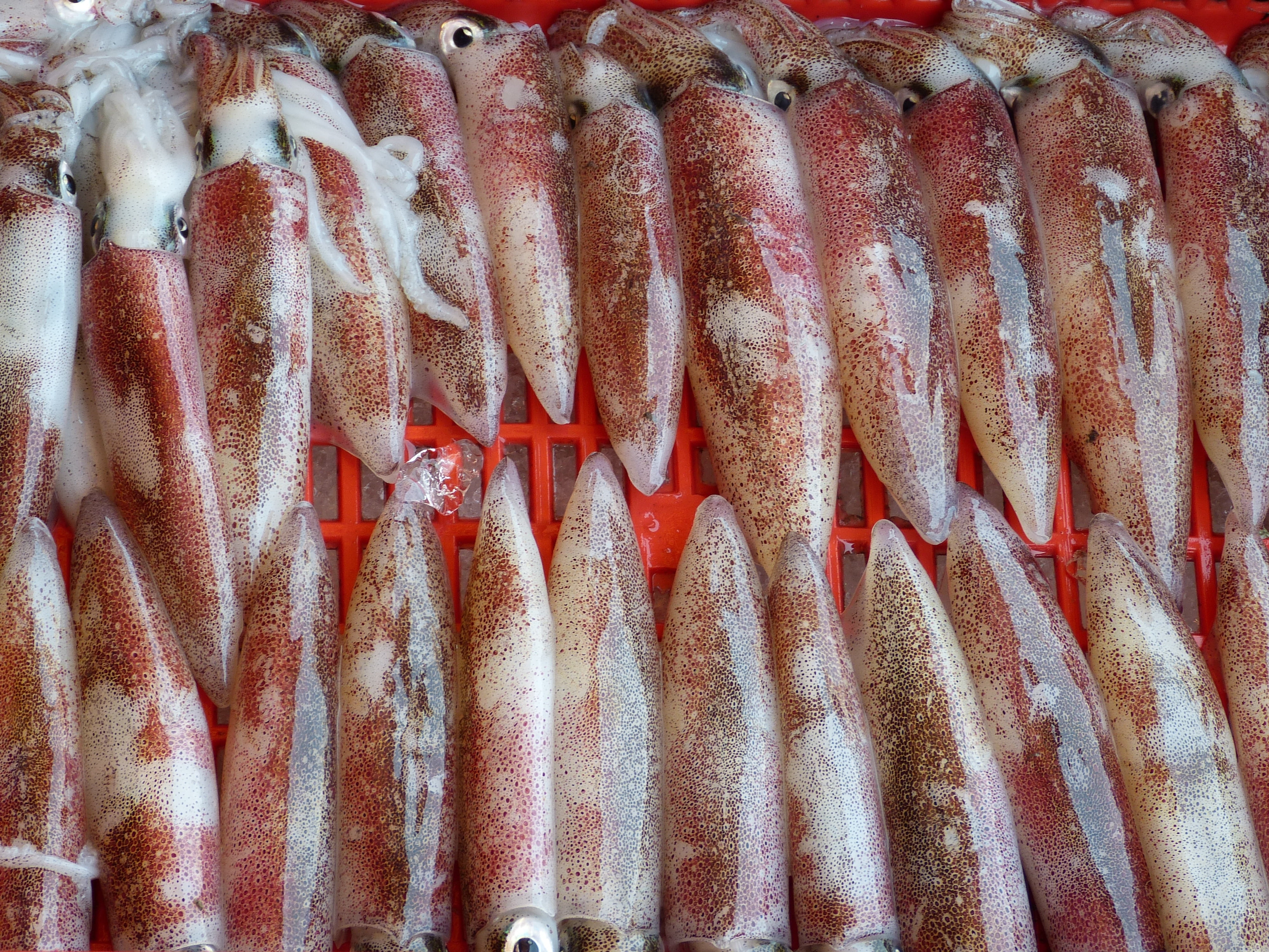 retail, animal, vietnam, sale, fishing industry, sea animals, freshness, healthy eating, squid, close-up, fish, raw food, meal, food, marine, fishing, kitchen, HD Wallpaper