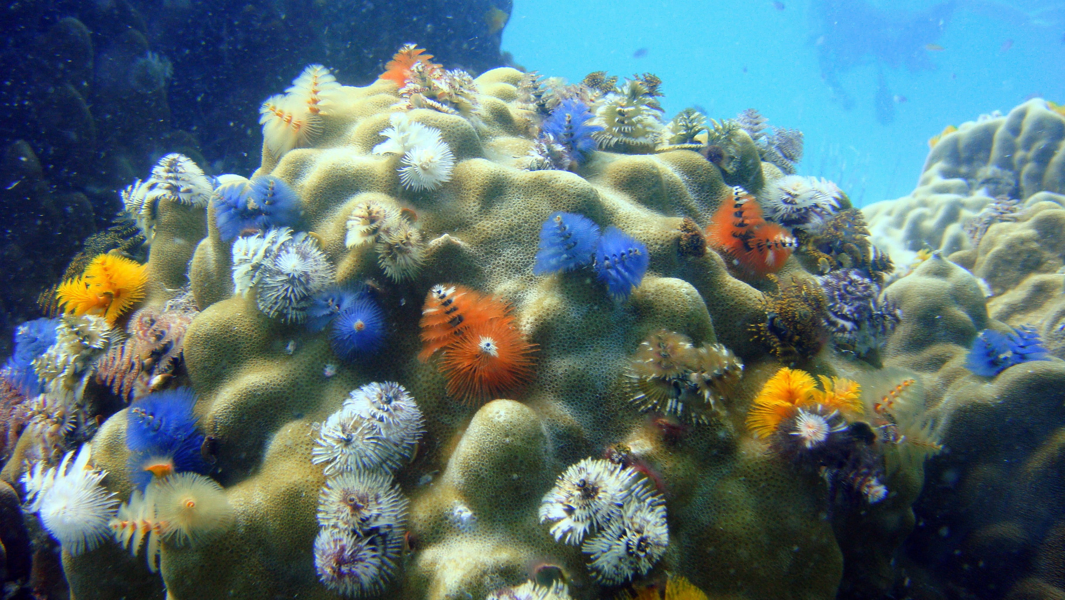 group of animals, ocean, marine wildlife, school of fish, large group of animals, underwater, animal wildlife, sea, photos, Colorful, invertebrate, 2K, HD Wallpaper