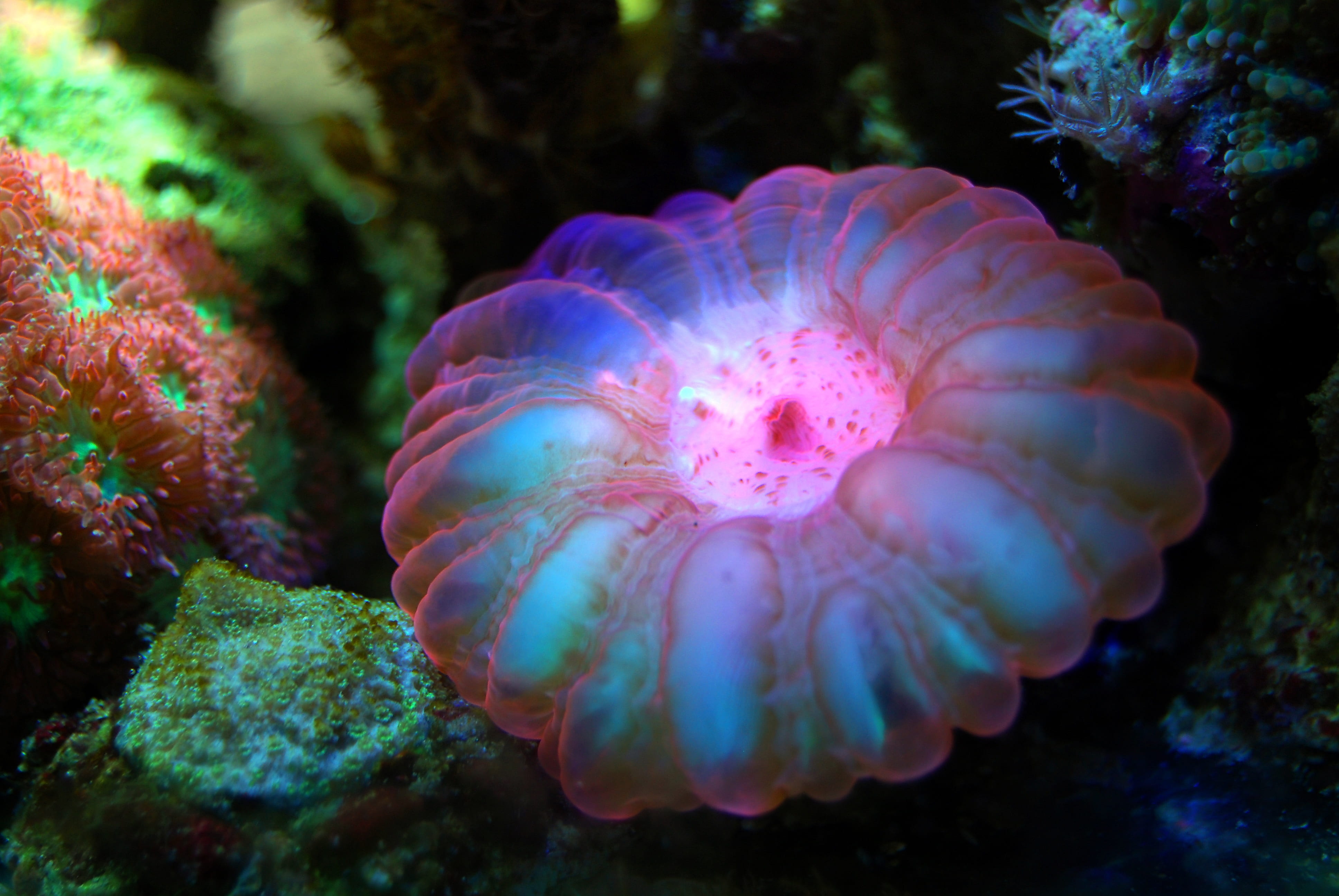 wildlife, ocean, aquarium, 4K, one animal, animal themes, sea, red, reef, pink, blue, swimming, aqua, nature, white, close-up, life, marine, jellyfish, HD Wallpaper