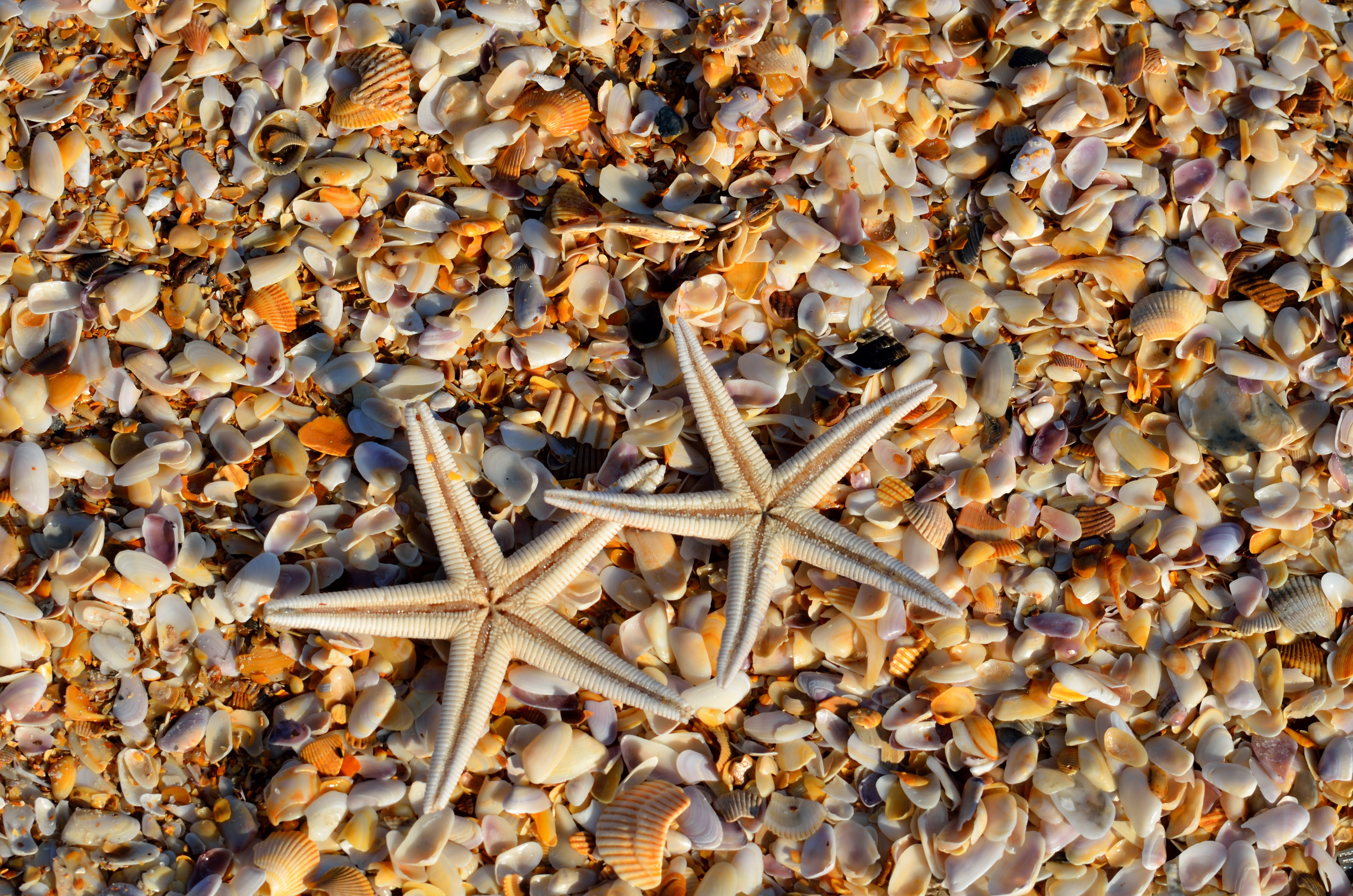 autumn, leaf, starfish, coral, sea Life, reef, starfishes, ocean, exotic, marine, seashells, animal, abundance, close-up, salt water, aquatic, fish, no People, HD Wallpaper