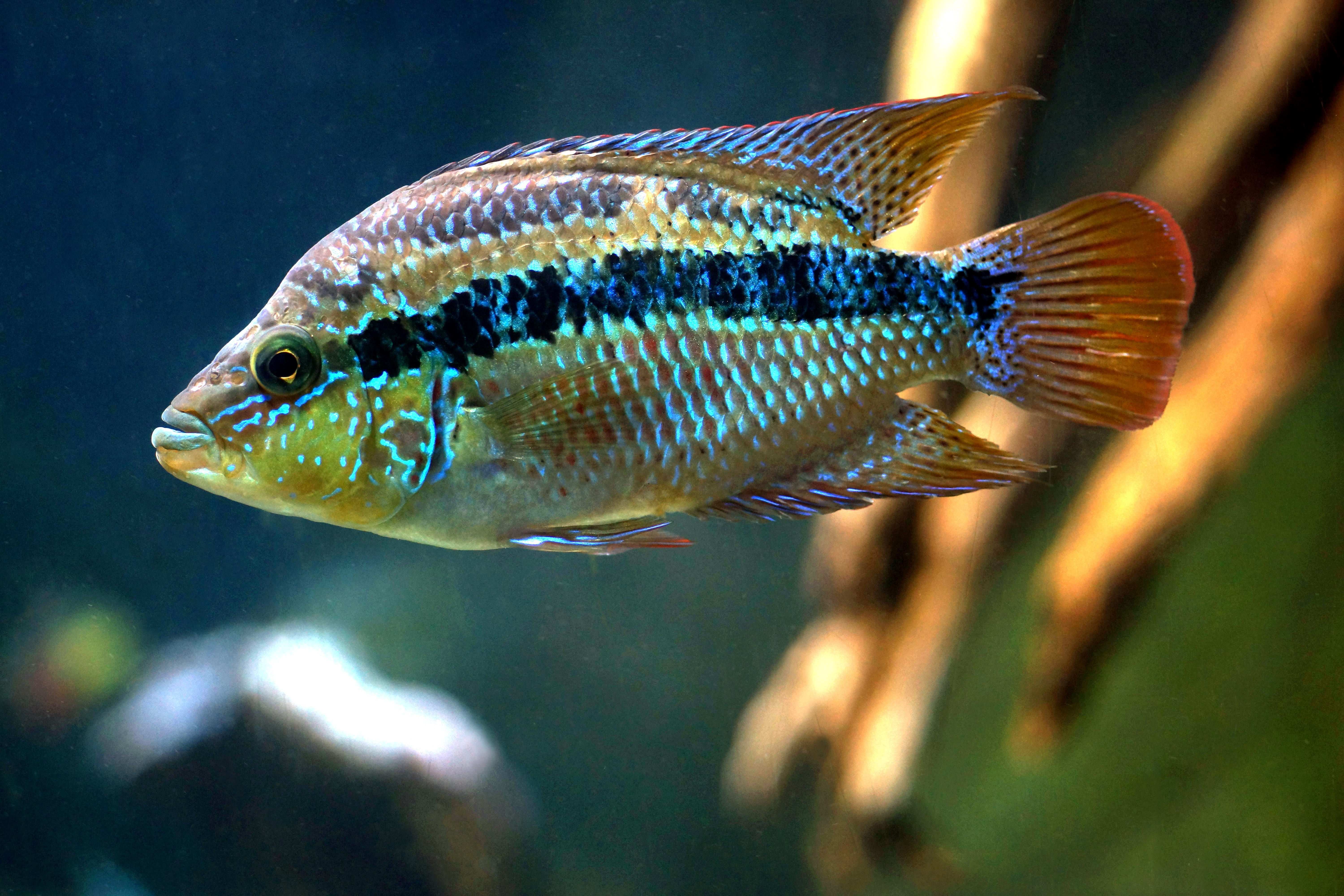 animal wildlife, animals in the wild, aquatic, vertebrate, sea life, deep, nature, scuba, school of fish, sea, animal scale, wildlife, one animal, side view, HD Wallpaper