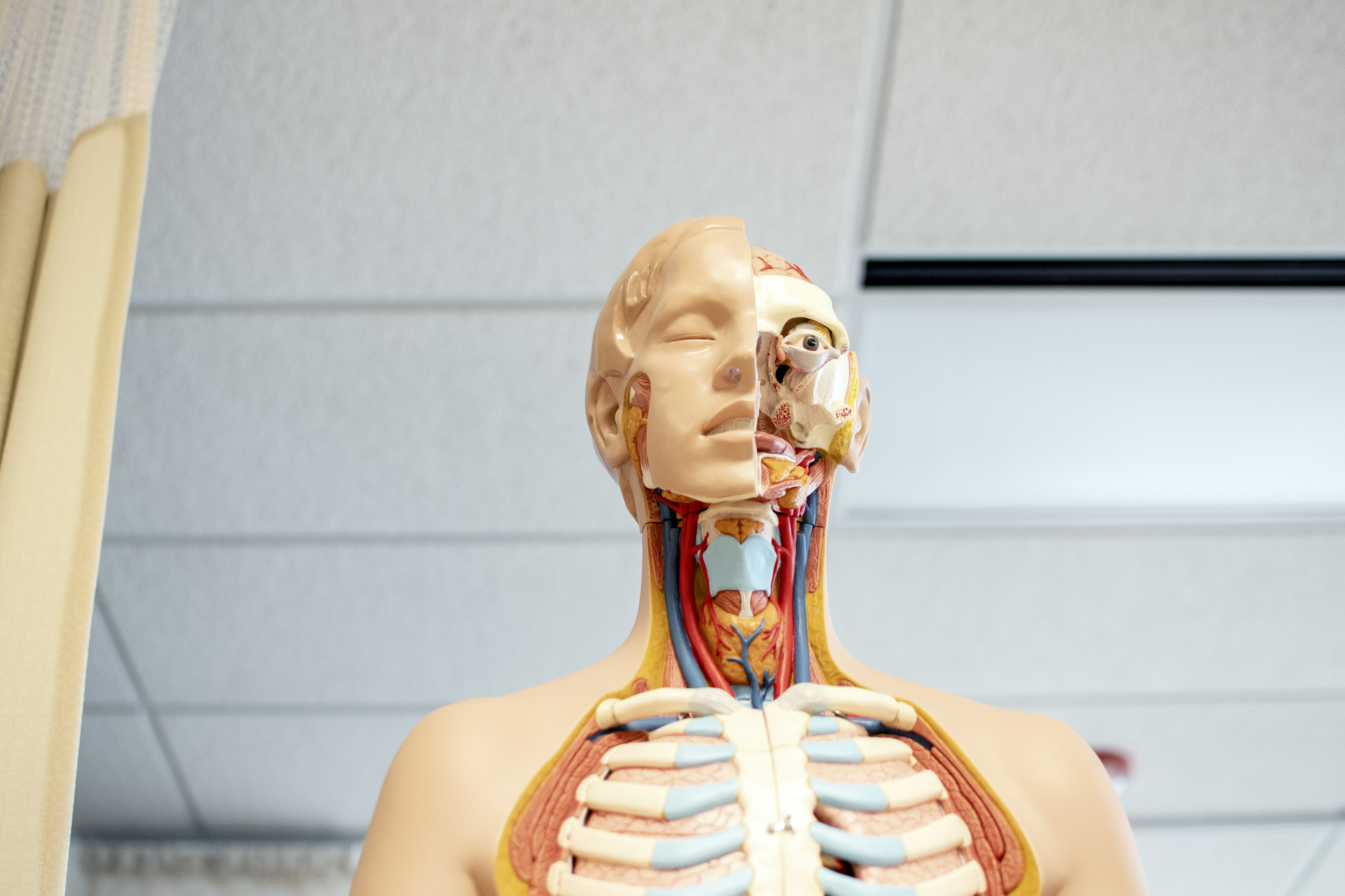school, study, day, human, art and craft, 5K, anatomy, wooden, throat, white, architecture, lung, human representation, hairstyle, focus on foreground, HD Wallpaper
