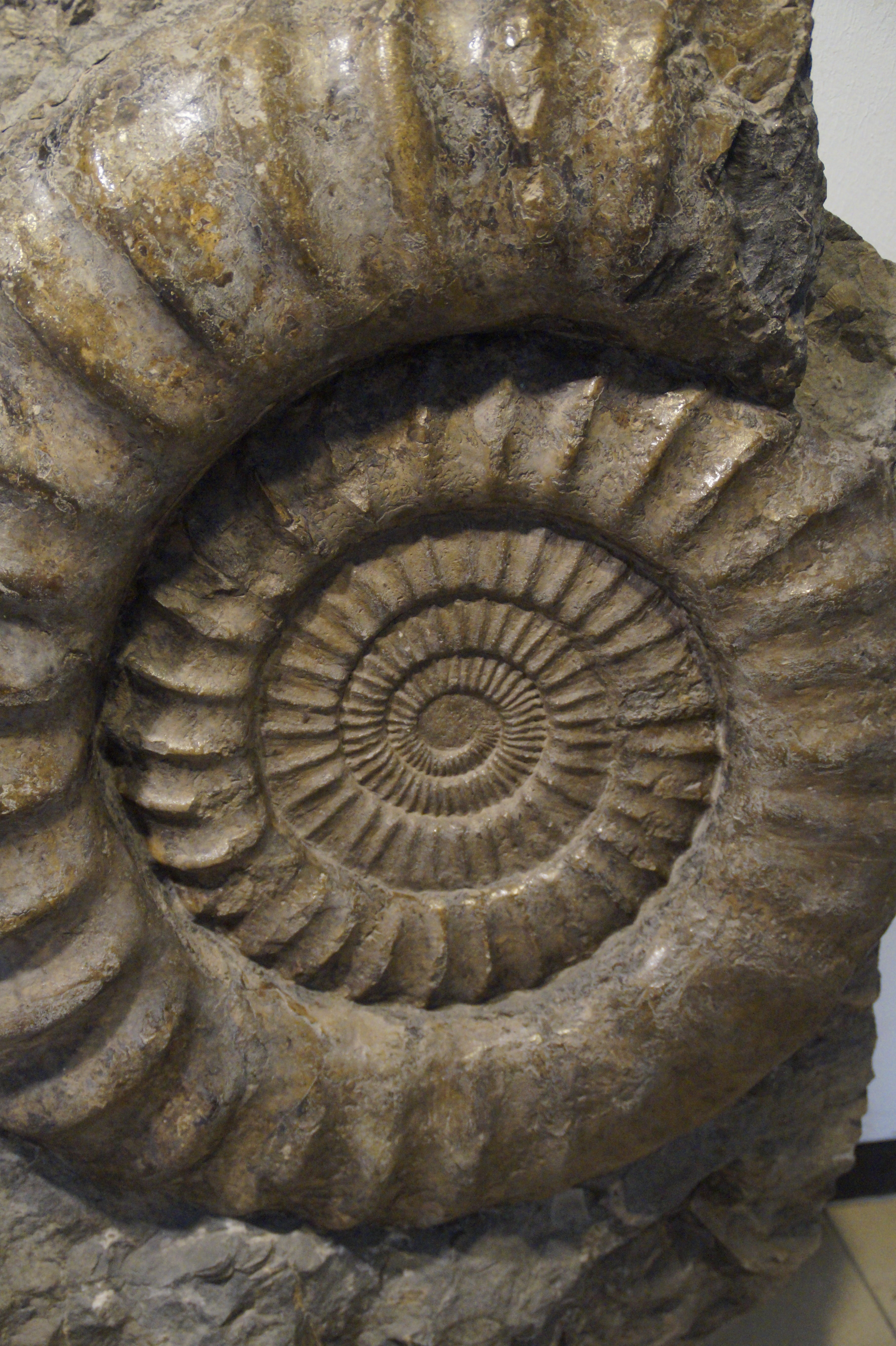 fossils, snail shell, architecture, history, jura, ancient, petrification, petrified, paleontology, rock, urtier, indoors, housing, shell, close-up, nature, Phone HD Wallpaper