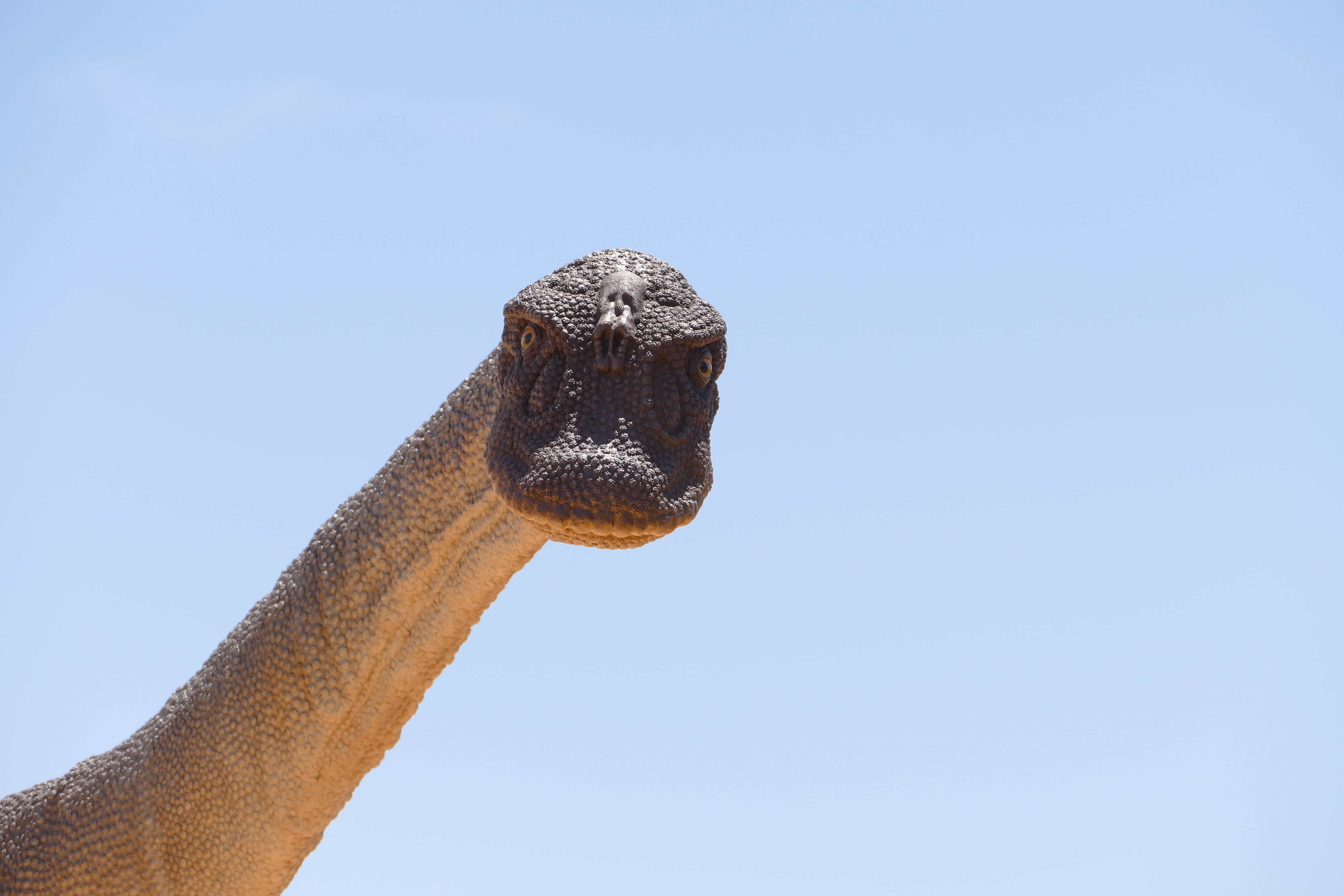 geology, mammal, feather, bird, animal head, beast, sunlight, museum, triassic, jurassic, utah, animal, sky, day, raptor, vertebrate, copy space, monster, HD Wallpaper