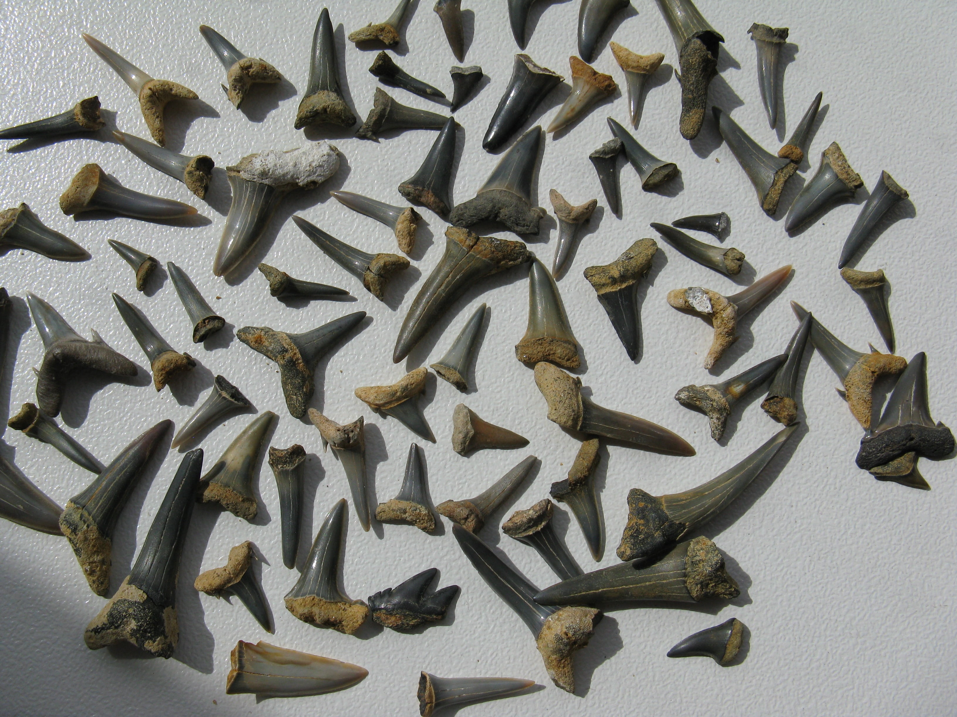 celebration, table, fossil collectors, sweet food, shark teeth, prehistoric times, freshness, extinct, old, sharp, collection, baked, shape, pointed, stone, HD Wallpaper