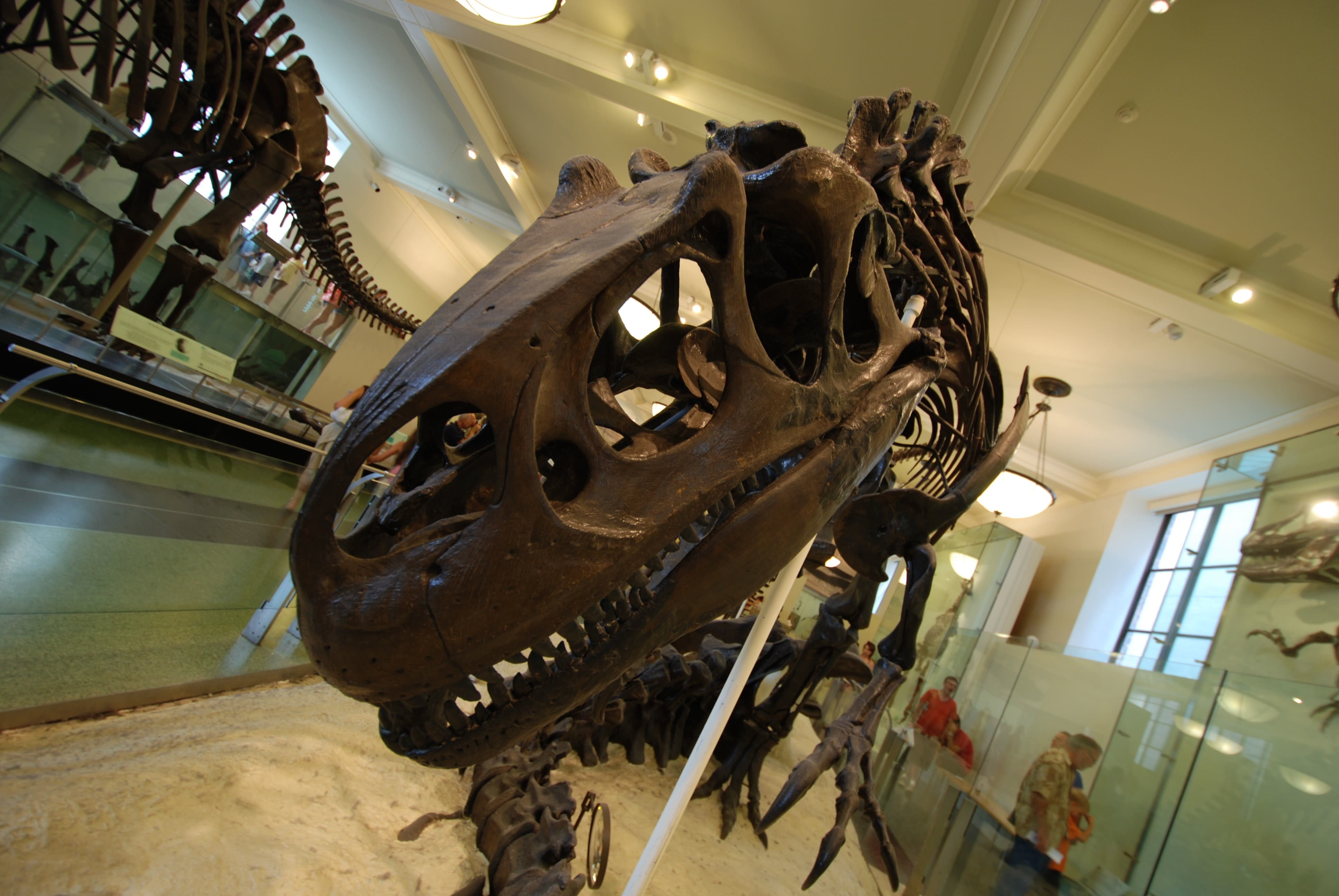 low angle view, lighting equipment, no people, evolution, skeleton, geology, paleontology, museum, prehistoric, ceiling, architecture, science, industry, HD Wallpaper