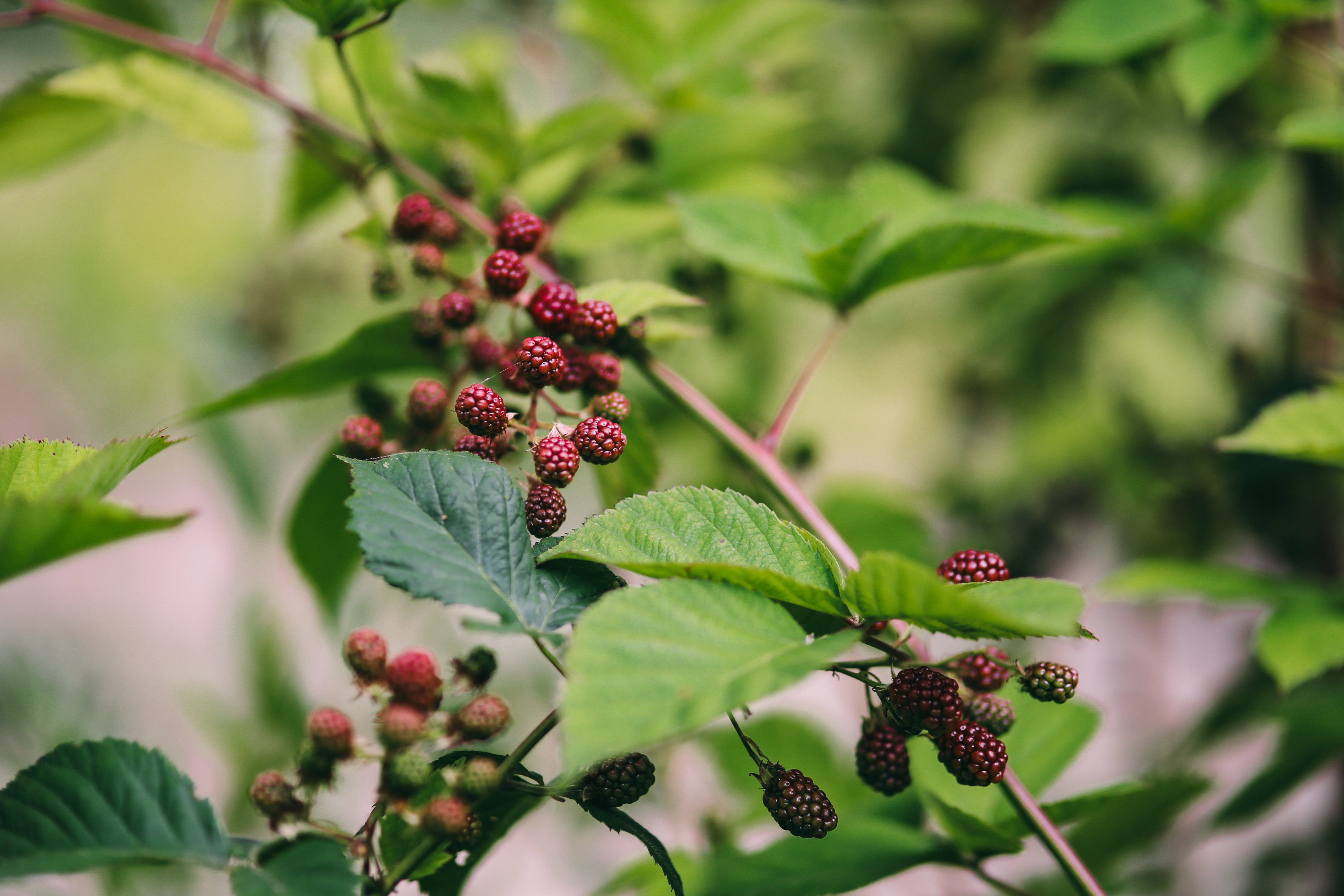 day, green Color, fruit, food, beauty in nature, food and drink, 5K, flora, branch, leaves, nature, Flowers, ripe, plant part, summer, growth, leaf, focus on foreground, HD Wallpaper