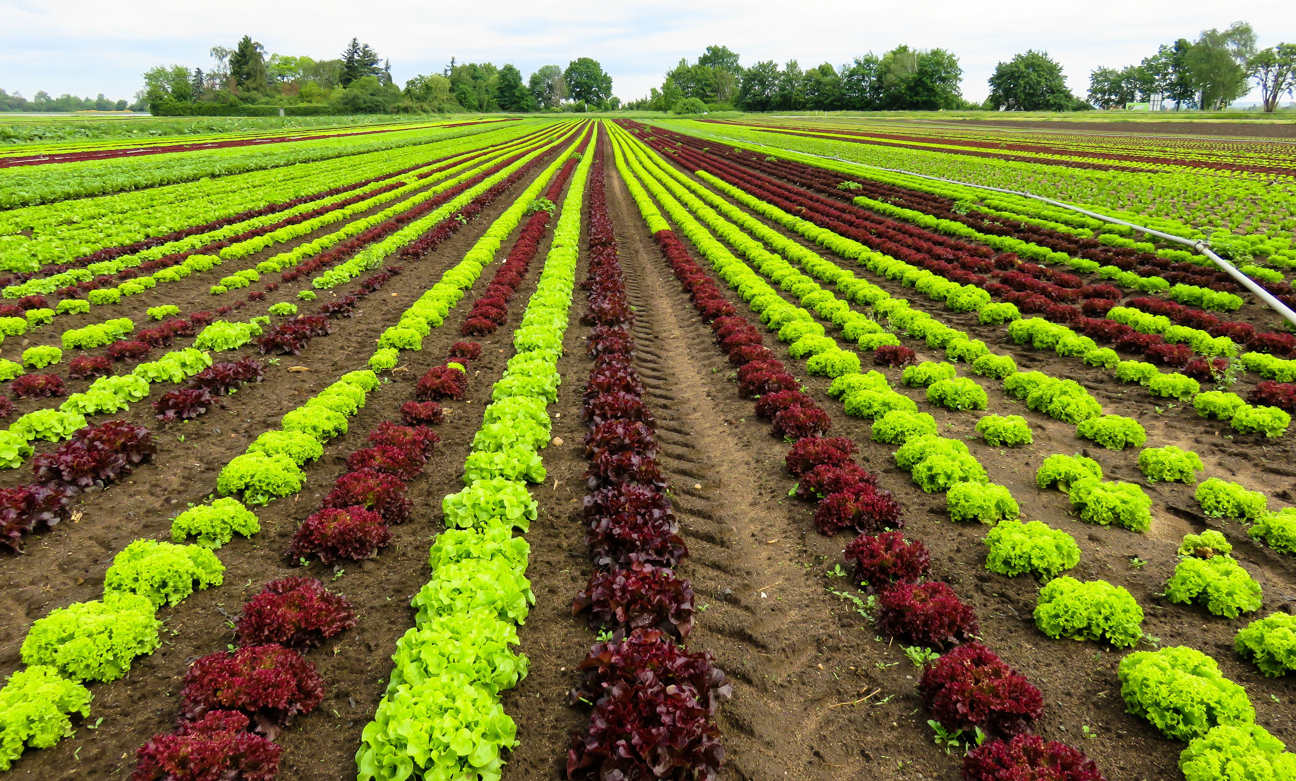landscape, field, leaf, growth, vegetable Garden, tranquil scene, 5K, vegetable, outdoors, environment, plantation, cultivation, cultivated, organic, non-Urban Scene, HD Wallpaper