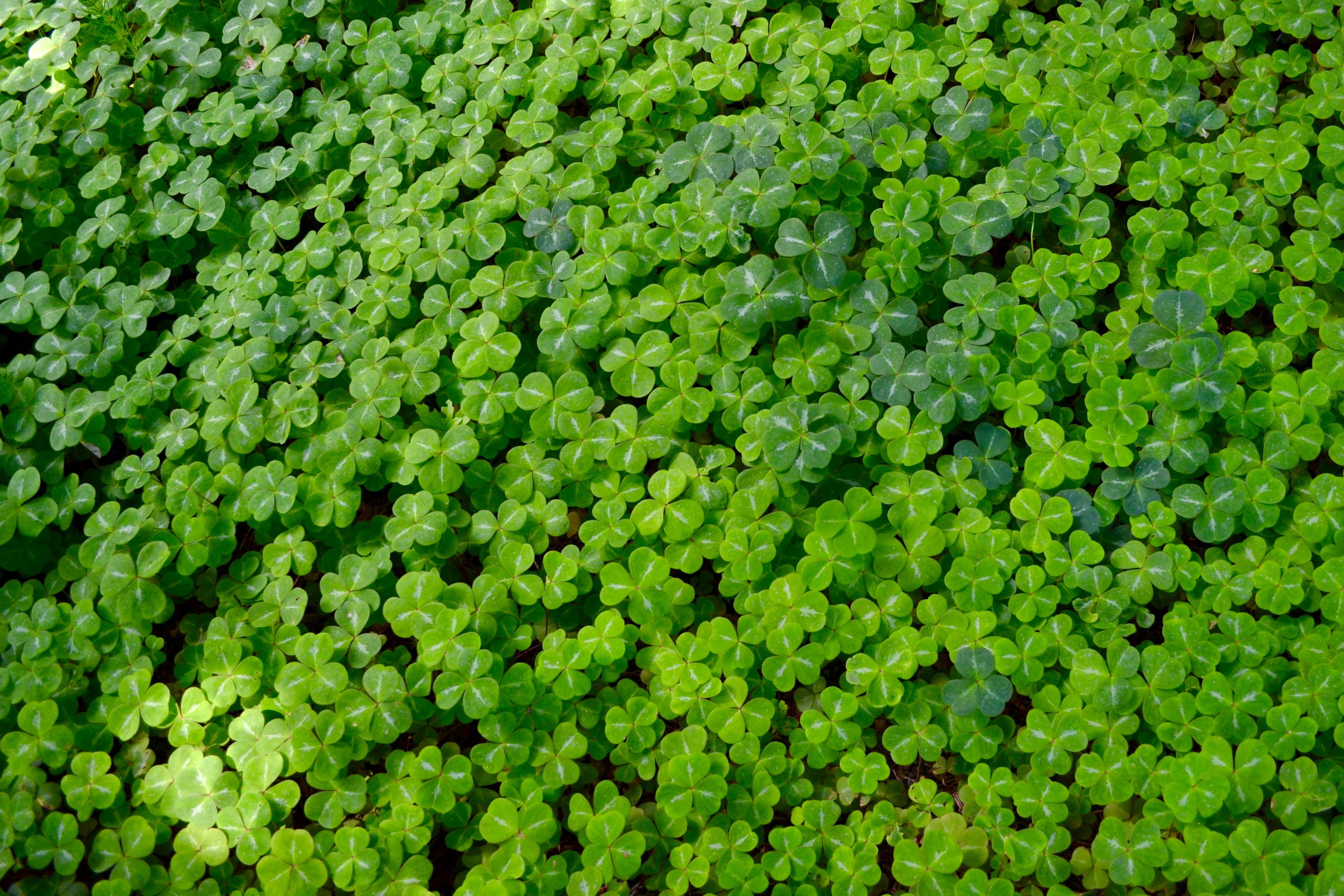 lush foliage, textured, green, Background, agriculture, outdoors, 4K, foliage, macro, organic, pot of gold, backgrounds, full frame, leaf, food, high angle view, HD Wallpaper