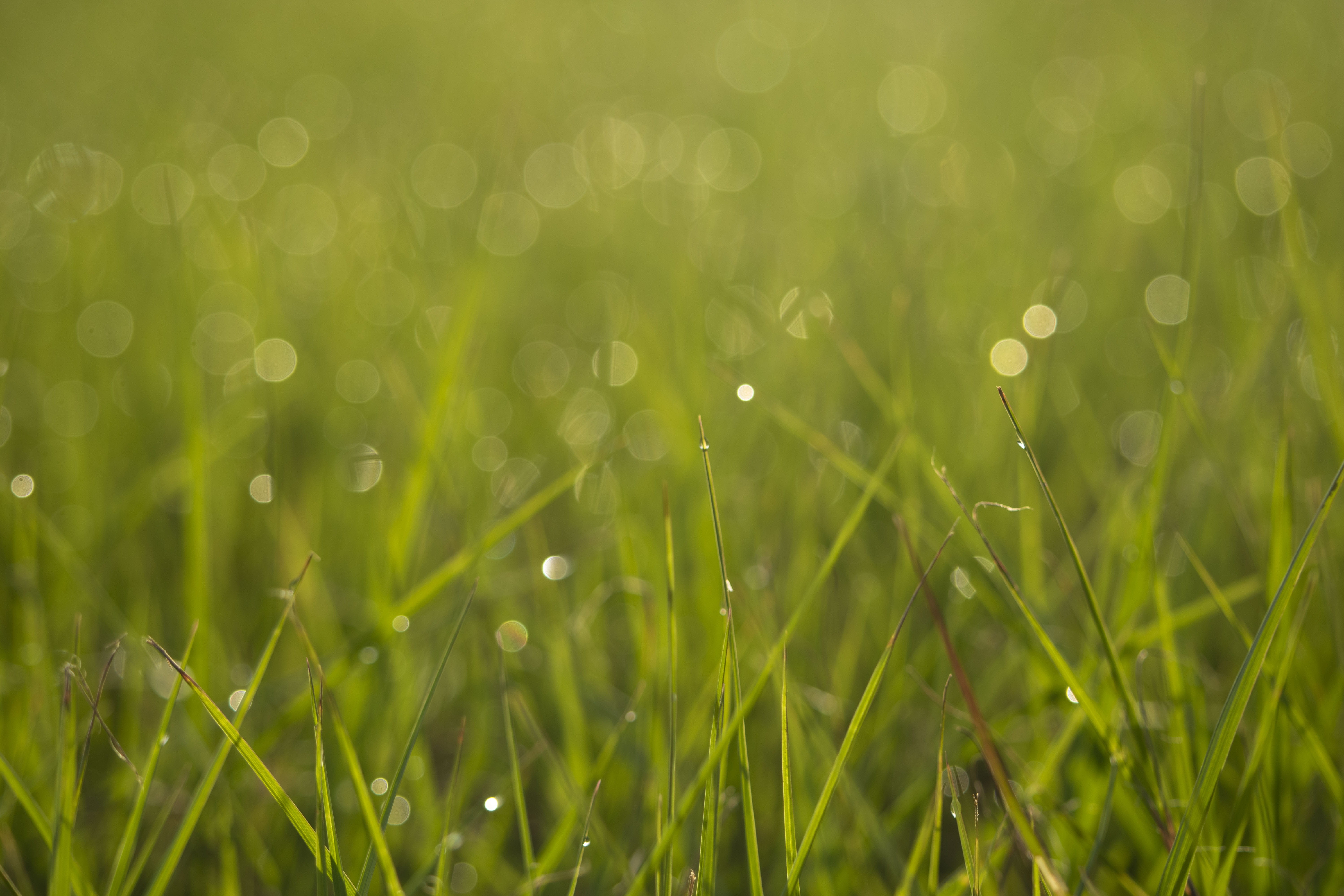 purity, close-up, selective focus, mornings, tranquility, land, nature, ground level, plants, greenspace, yard, freshness, bokeh, growth, drop, water drops, HD Wallpaper