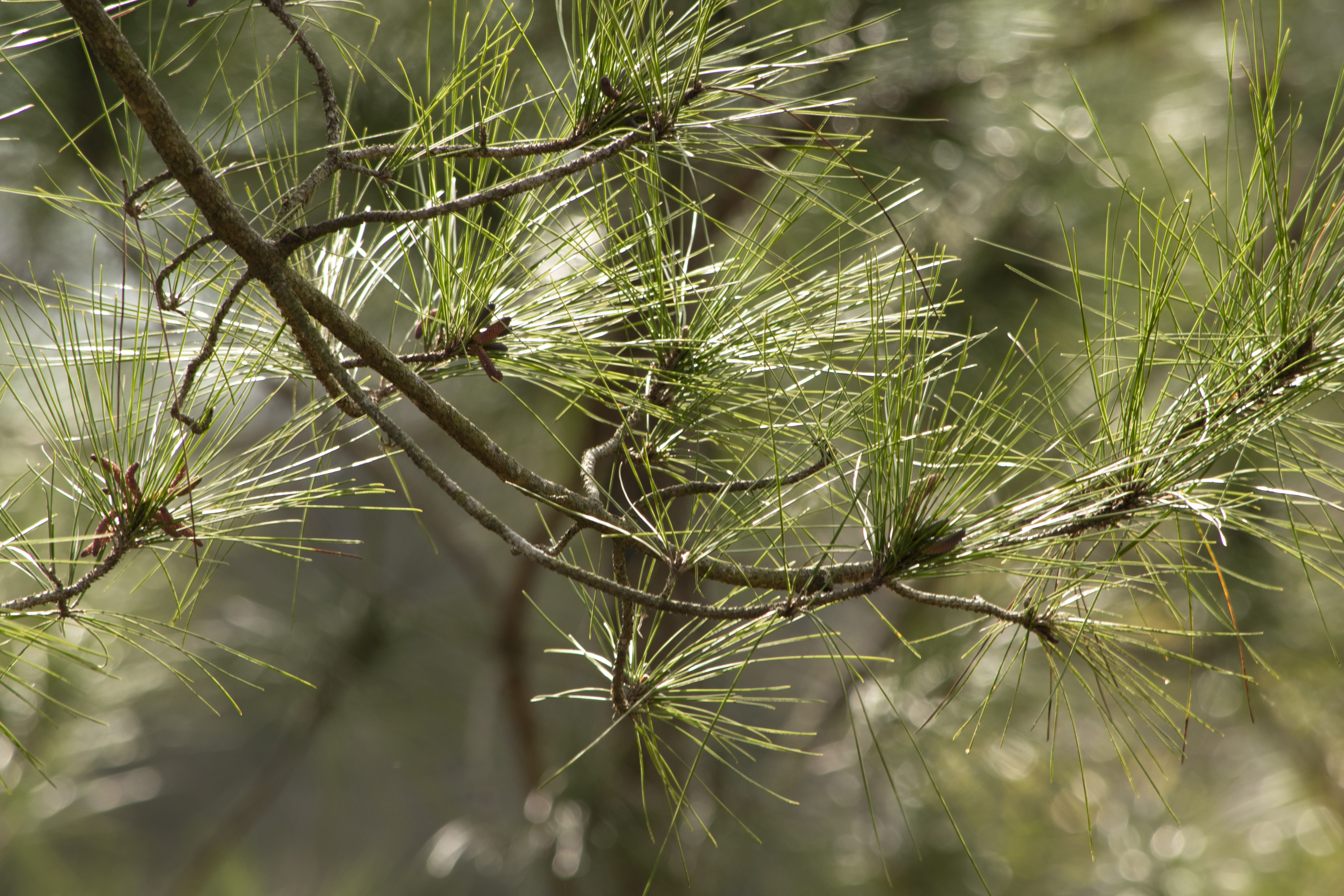tree, close-up, larch, animals in the wild, conifer, in the country, greenspace, pines, coniferous tree, vulnerability, focus on foreground, countryside, HD Wallpaper