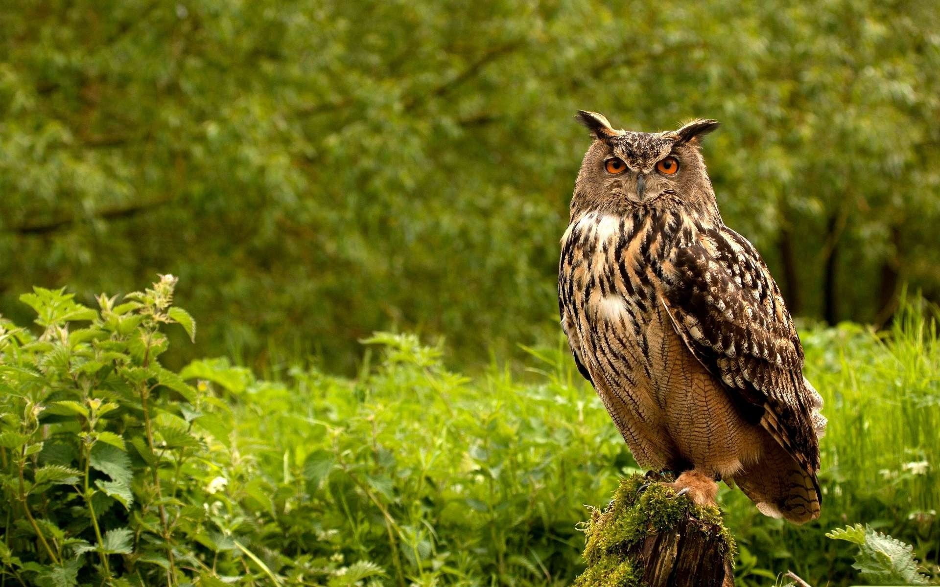grass, bird, birds, no people, close-up, 1080P, plant, black, vertebrate, green Color, animals Hunting, eagle - Bird, portrait, carnivore, animal, falconry, HD Wallpaper