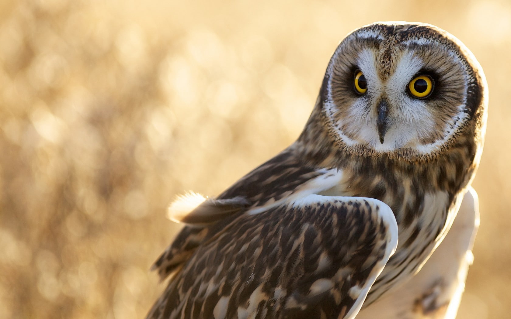 day, nature, looking at camera, vertebrate, portrait, animal wildlife, yellow eyes, focus on foreground, animal body part, beak, no people, one animal, HD Wallpaper