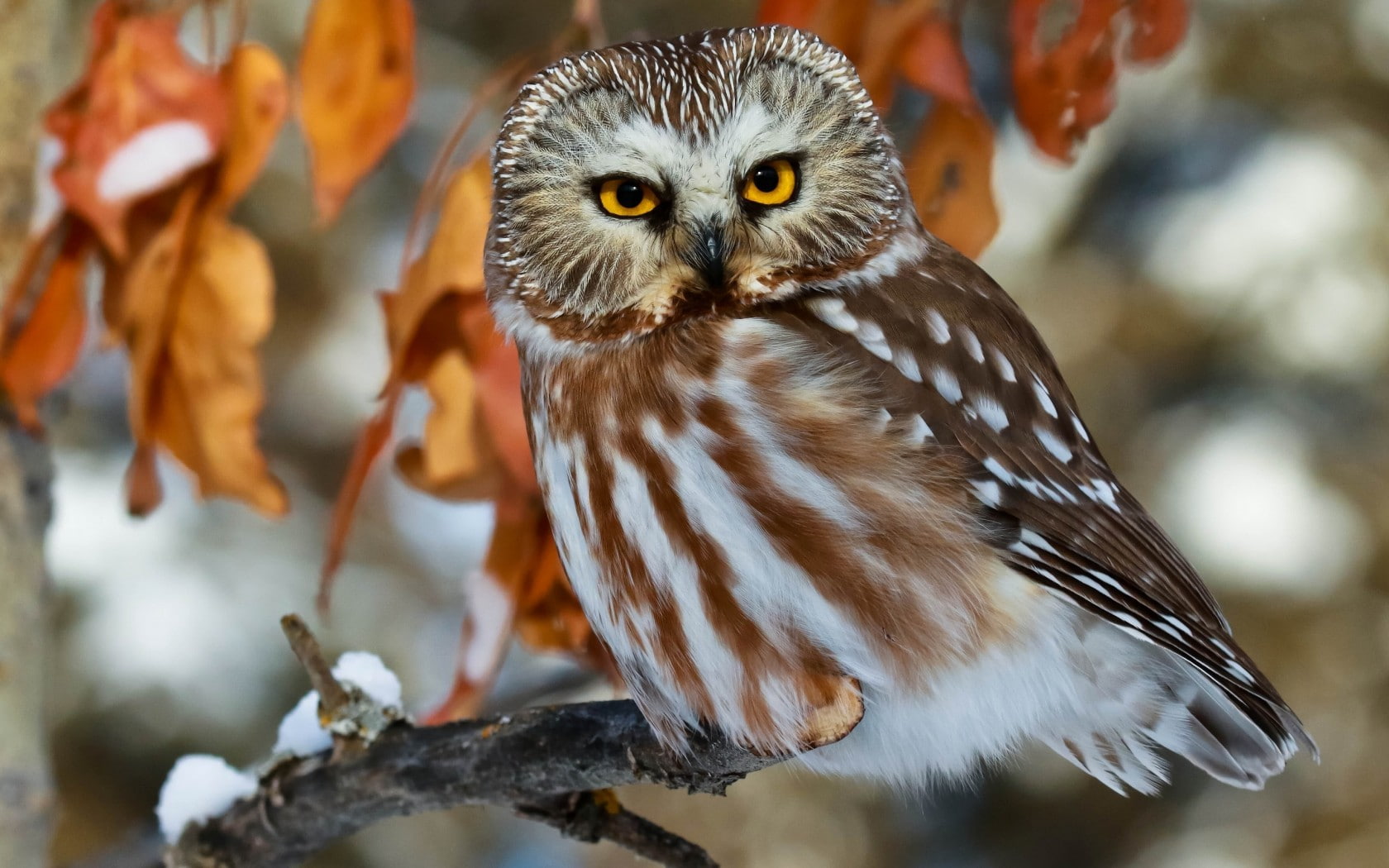 tree, day, outdoors, branch, perching, beauty in nature, vertebrate, eagle, animals in the wild, focus on foreground, owl, animal themes, macro, animals, HD Wallpaper