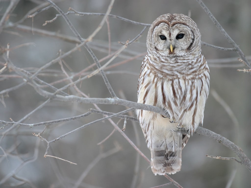 animal, branch, close-up, plant, 480P, day, outdoors, one animal, animal themes, bird of prey, animal wildlife, animals in the wild, nature, perching, HD Wallpaper