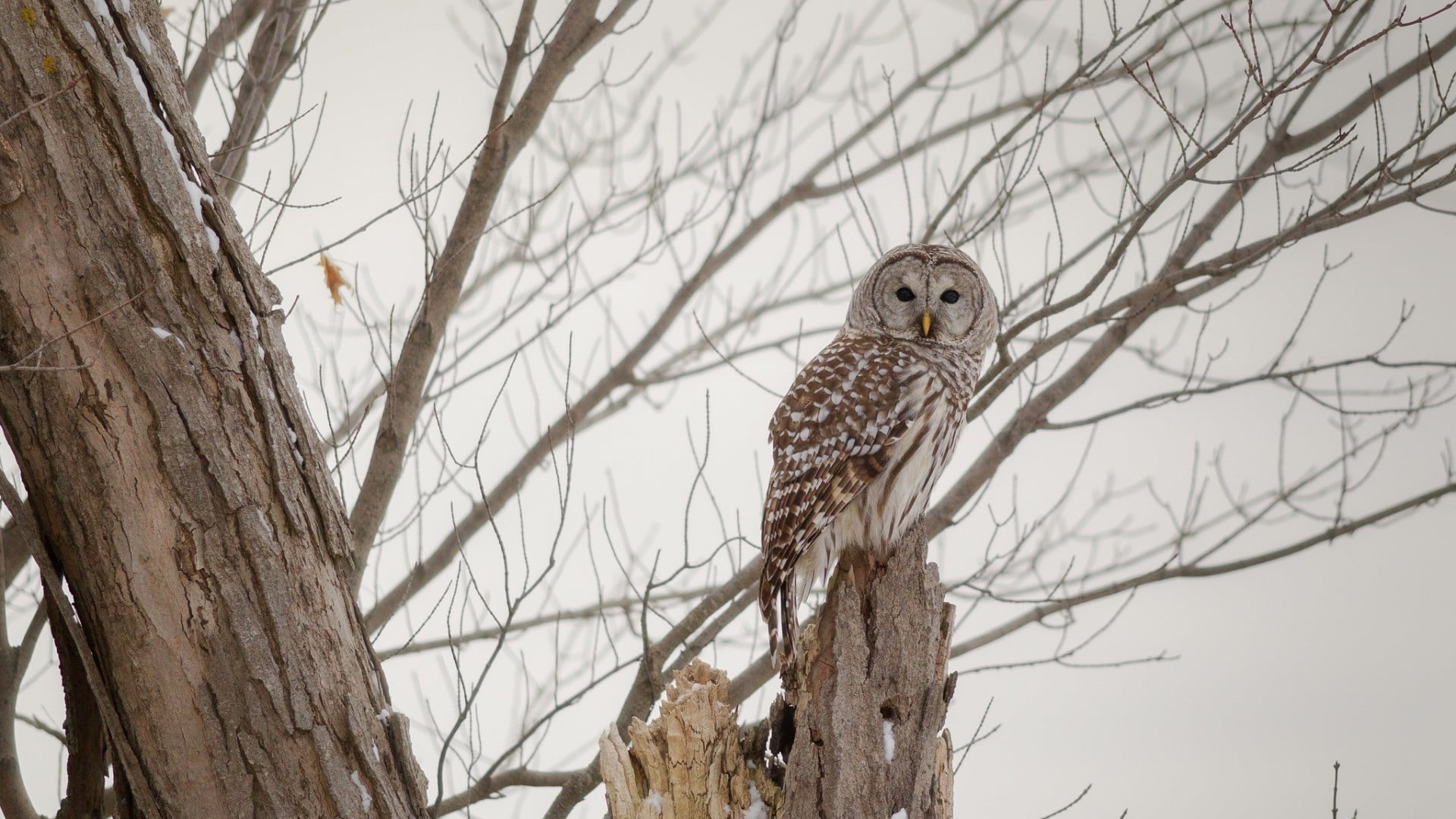 animal themes, no people, trees, bird, vertebrate, outdoors, owl, animal, bird of prey, looking at camera, low angle view, nature, plant, one animal, day, HD Wallpaper