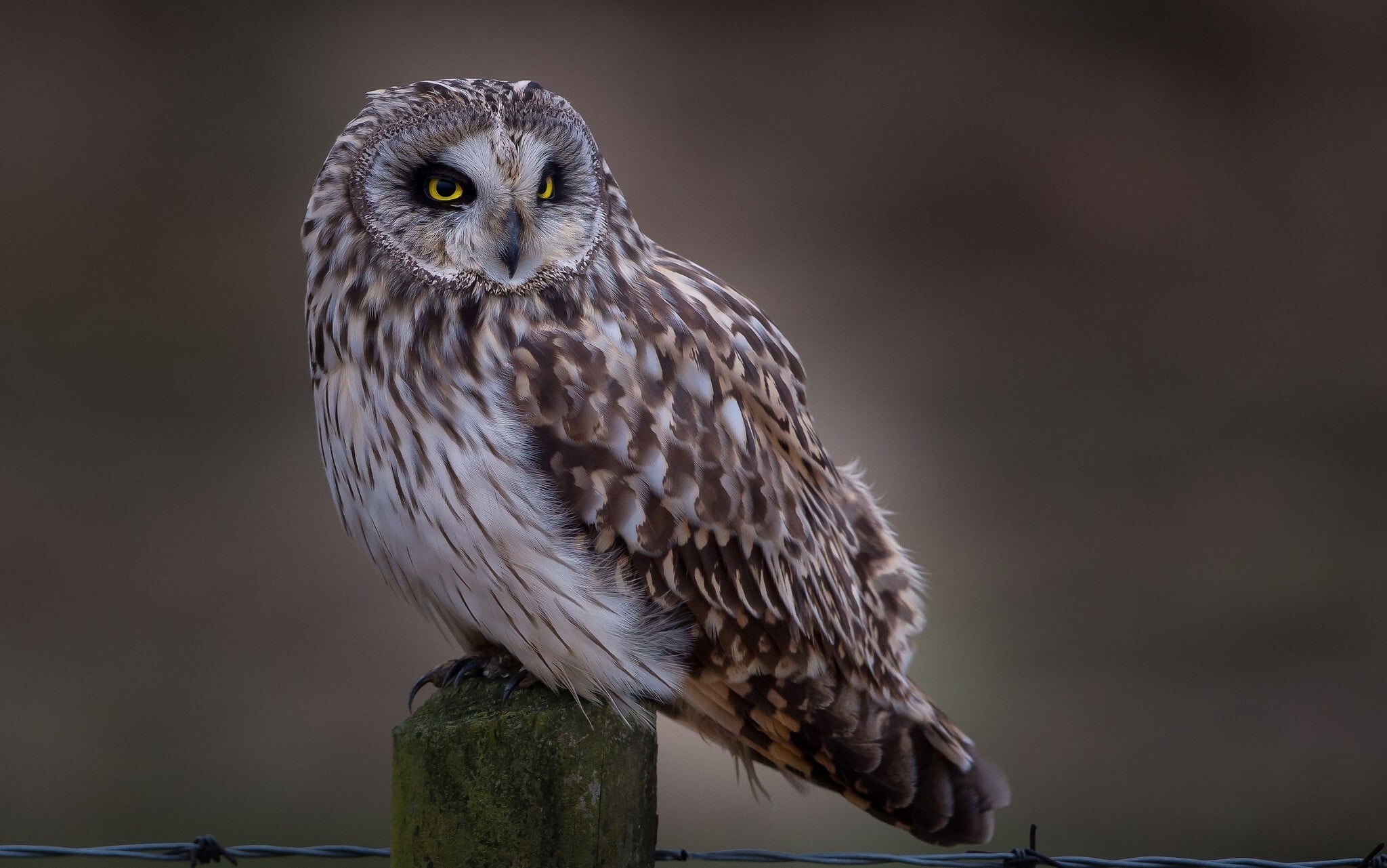 looking at camera, 1080P, owl, animals in the wild, vertebrate, wooden post, wood - material, yellow eyes, eagle, perching, portrait, outdoors, close-up, HD Wallpaper
