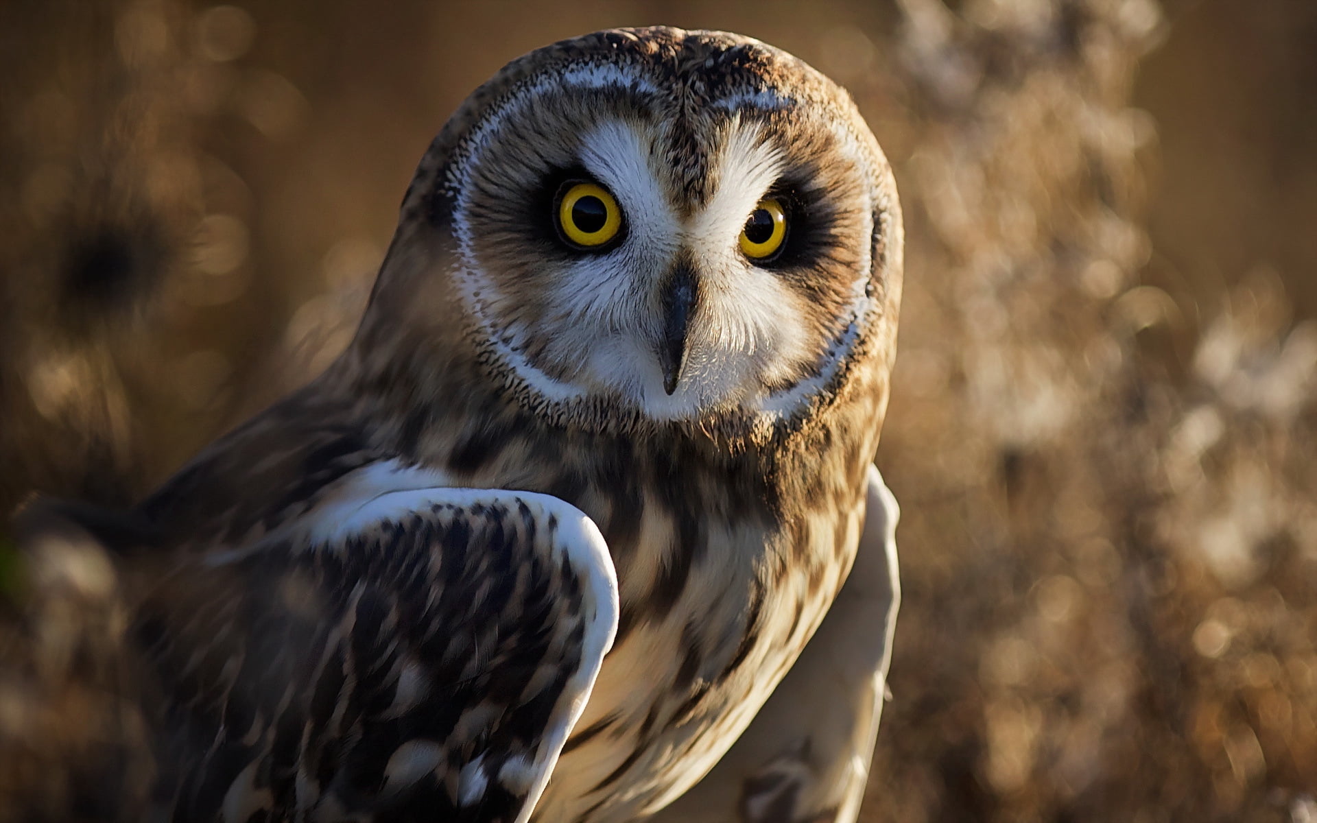 owl, one Animal, white, portrait, beauty In Nature, animal, bird Watching, focus on foreground, wildlife, carnivore, forest, vertebrate, bird of Prey, yellow eyes, HD Wallpaper