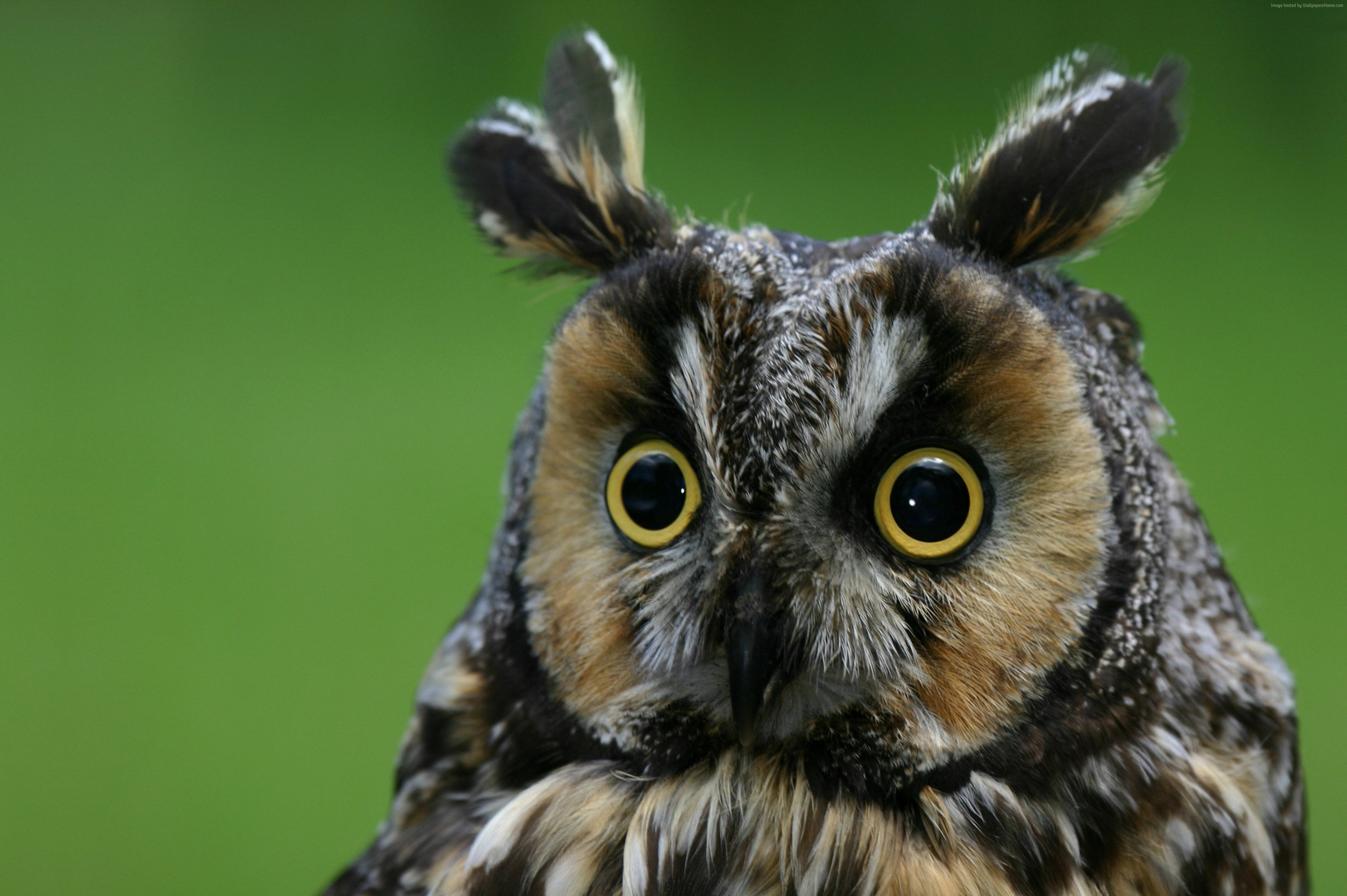 plumy, Owl, funny, nature, 4K, eagle-owl, HD Wallpaper