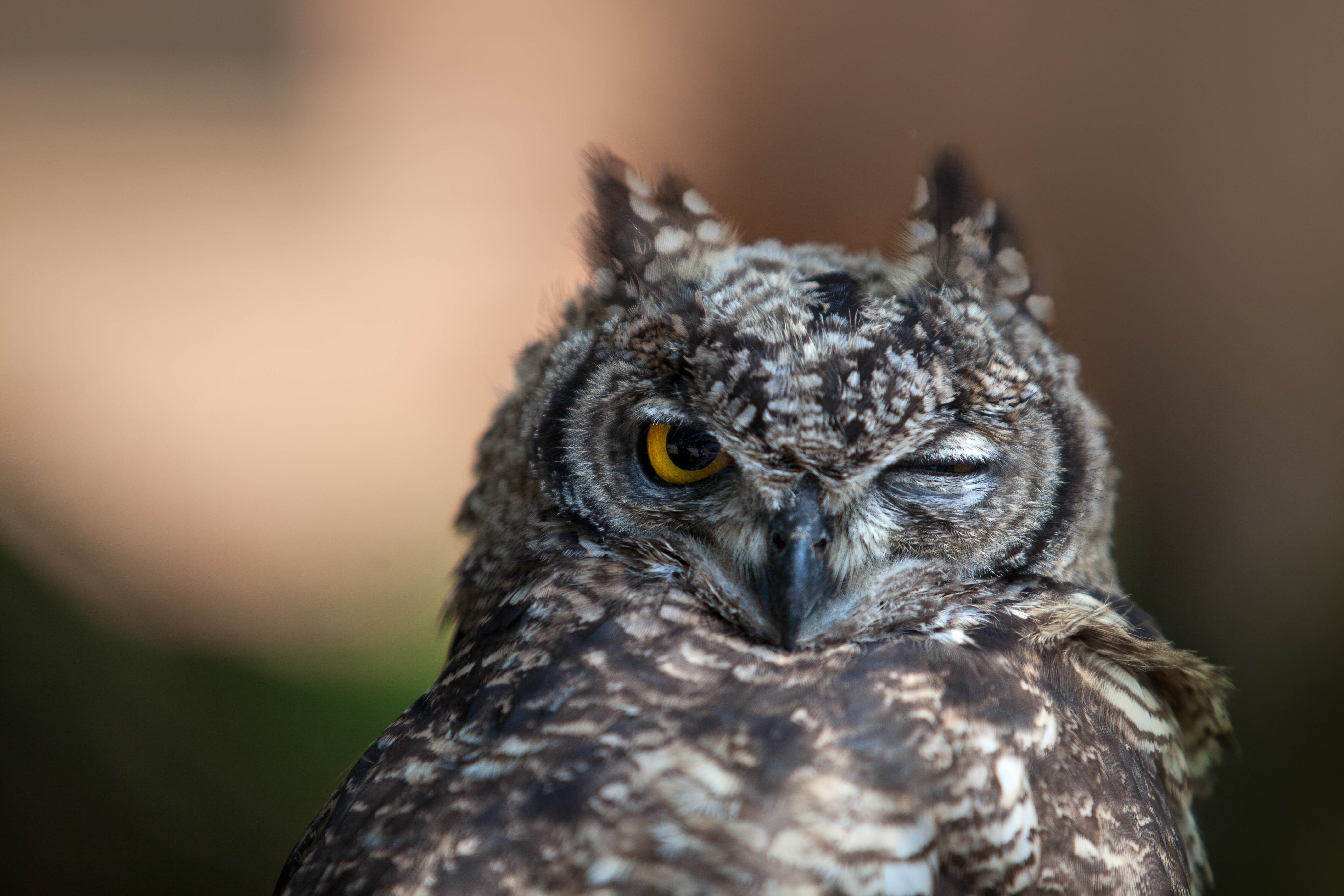 staring, vertebrate, black Color, wildlife, portrait, brown, owl, eagle Owl, one Animal, carnivore, animal wildlife, beak, bird, close-up, animal, looking, HD Wallpaper