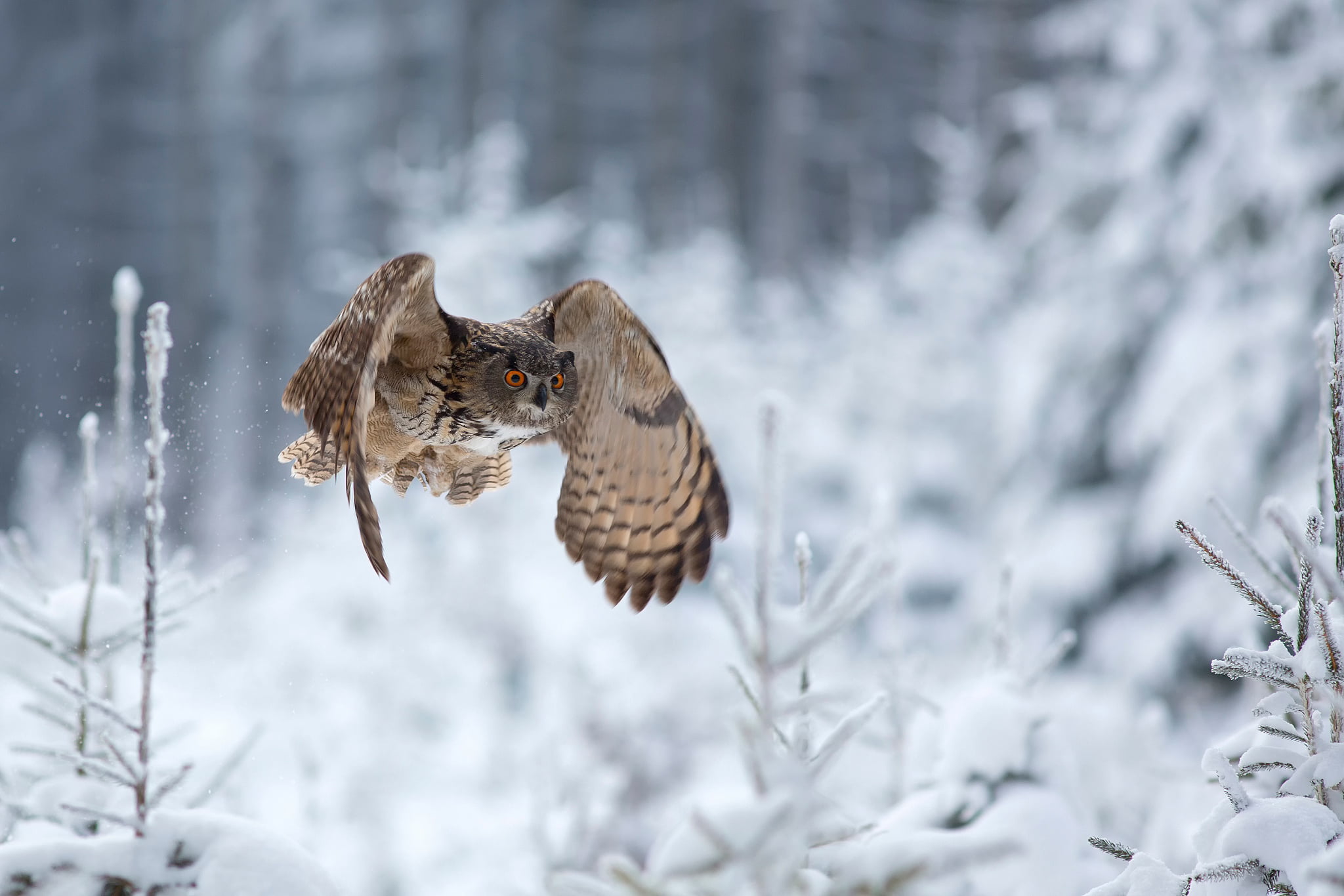 vertebrate, bird, winter, tree, focus on foreground, flying, beauty in nature, 1080P, one animal, brown, cold temperature, snow, snowing, flight, Eagle Owl, HD Wallpaper