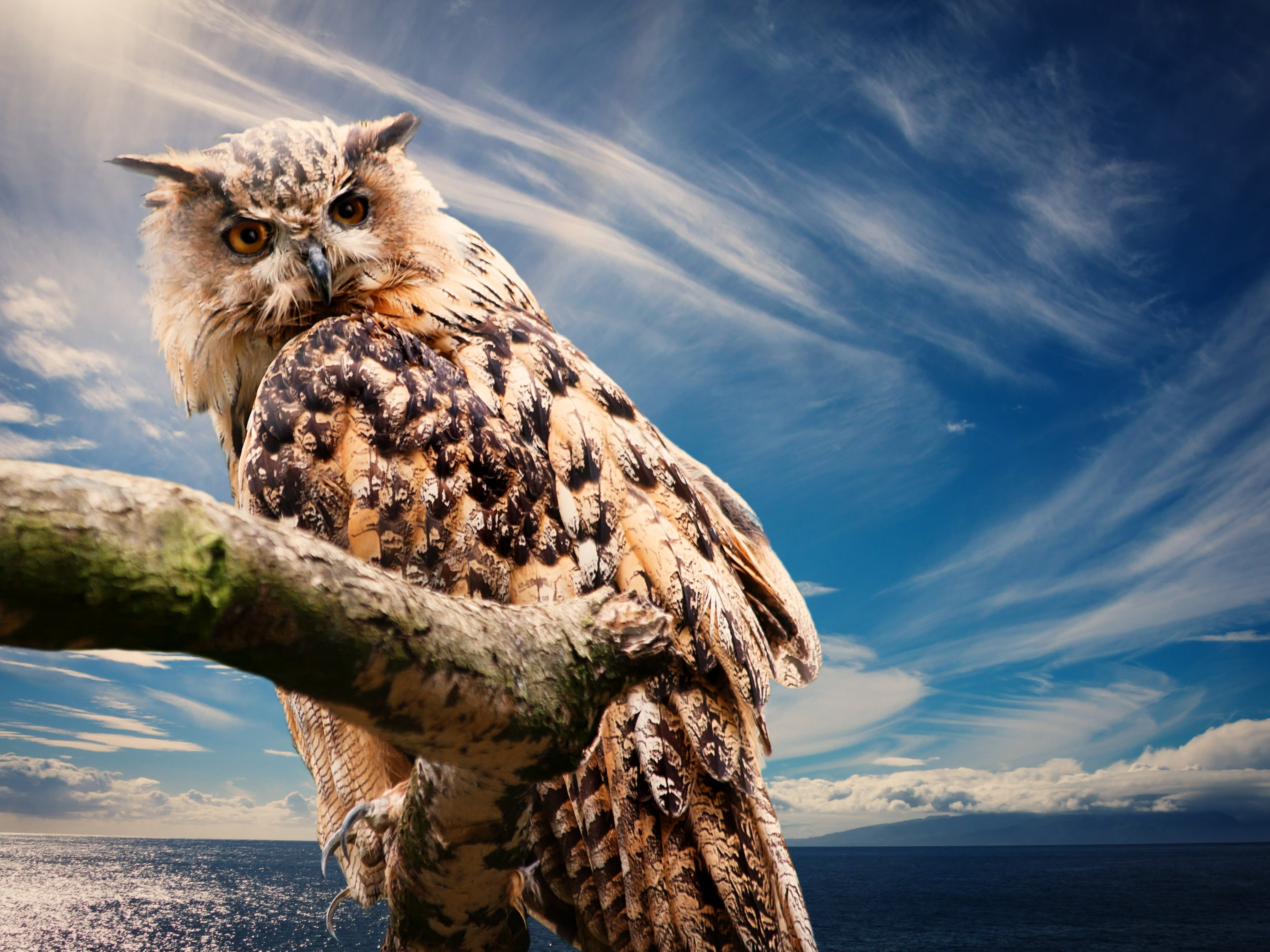 beak, outdoors, animal wildlife, feather, eagle - Bird, animal Eye, vertebrate, wildlife, water, predator, looking at camera, one Animal, animals In The Wild, HD Wallpaper