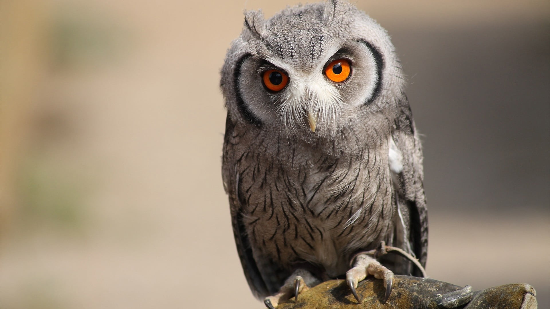 wisdom, animal body part, bird, brown, black Color, beak, one Animal, no people, portrait, day, eagle Owl, animal, gray, close-up, feathers, vertebrate, HD Wallpaper