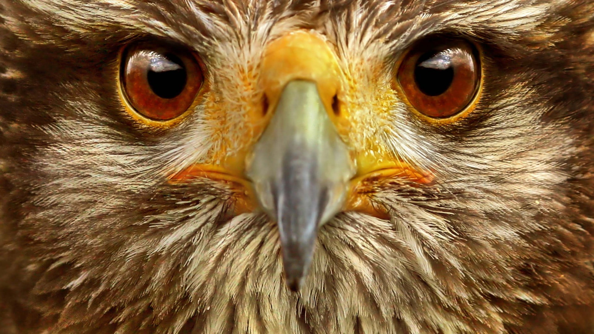 cute, bird of prey, eye, animal head, colorful, owl, 1080P, looking at camera, eagle, hen, design, looking, pattern, fun, flower, holiday, fish, animals in the wild, HD Wallpaper