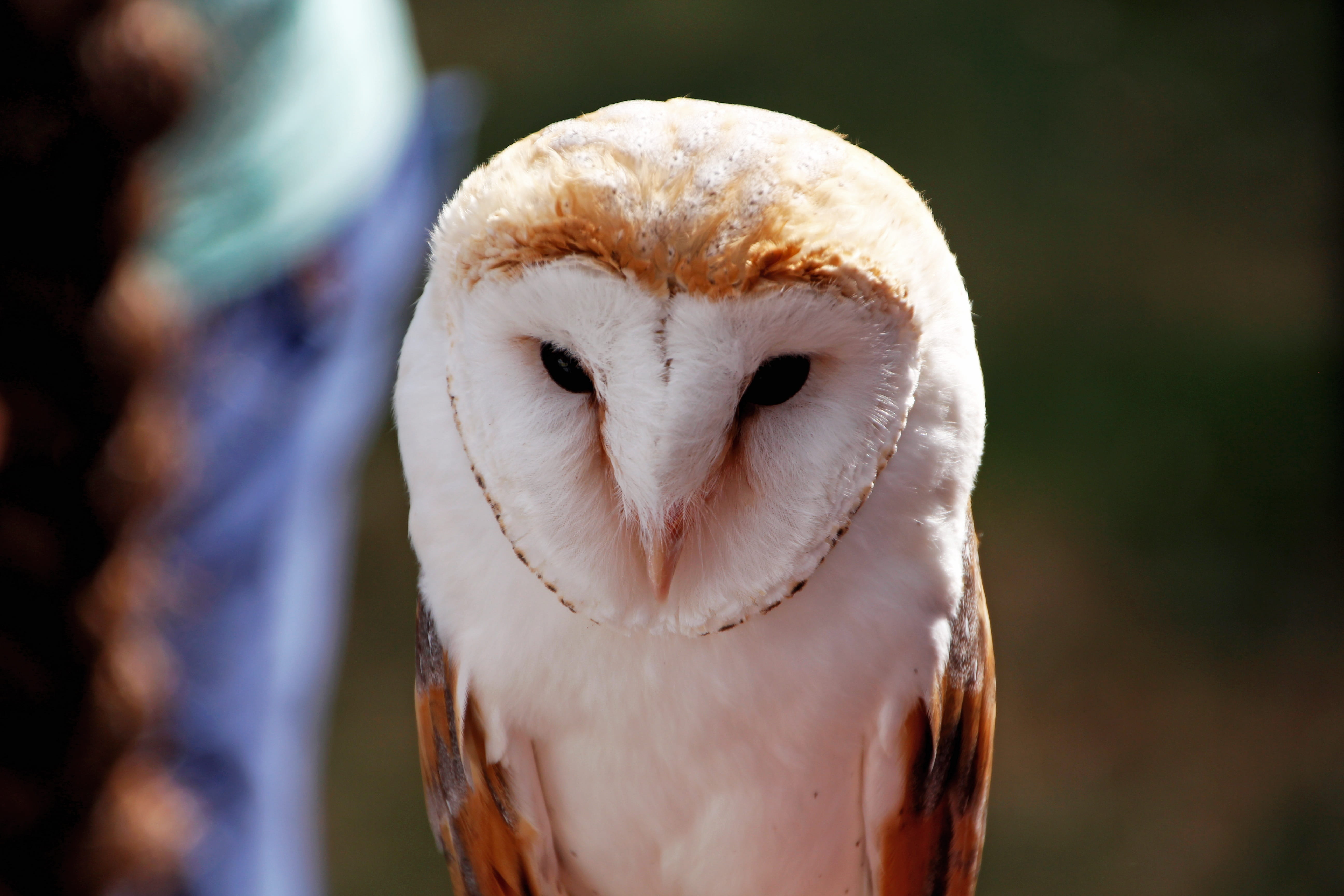 animal, animal eye, parrot, no people, white, close-up, 5K, eagle, bird, vertebrate, owl, animal themes, bird of prey, outdoors, animals in the wild, nature, HD Wallpaper