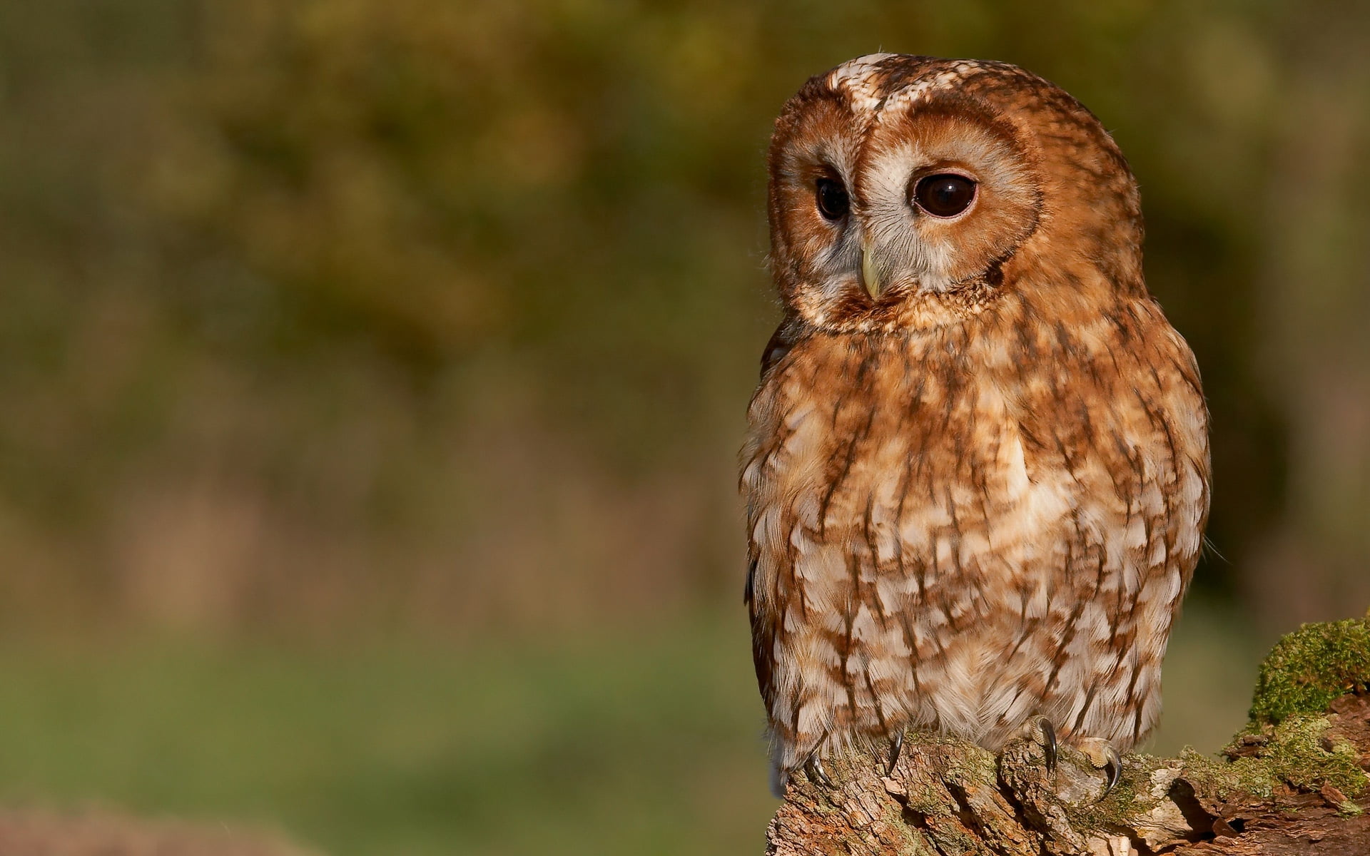 swollen, animal Wing, looking, feathers, staring, eagle Owl, animal, owl, vertebrate, day, bird of Prey, animal Eye, beak, hawk - Bird, animal wildlife, HD Wallpaper
