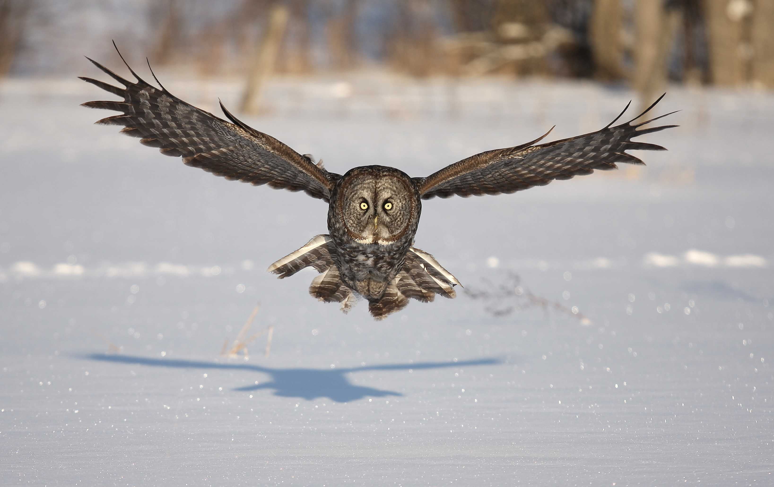 feather, hawk - Bird, carnivore, flight, animal themes, animals In The Wild, looking, animal wildlife, water, wildlife, outdoors, animals Hunting, bird Watching, HD Wallpaper