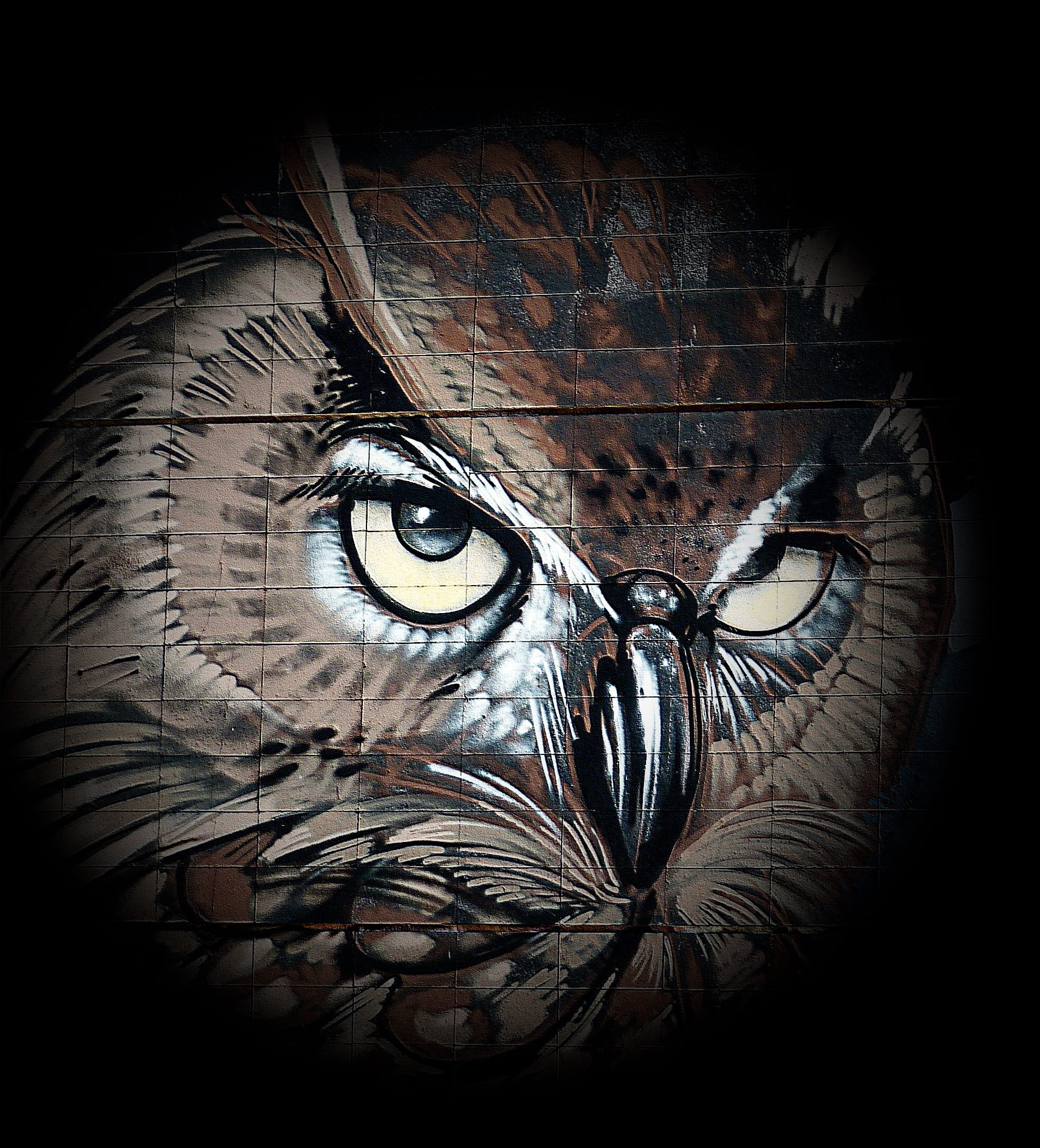 close-up, Eagle Owl, people, Bird, feather, indoors, wildlife photography, weird bird, black background, animal world, studio shot, mask, animals, looking at camera, Phone HD Wallpaper