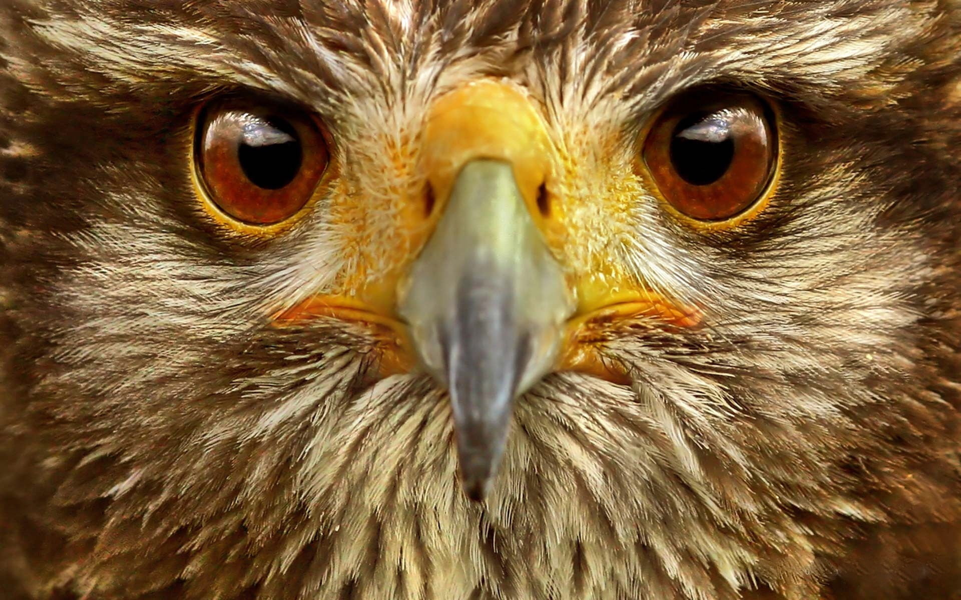 eagle - Bird, portrait, eye, photo, vertebrate, no People, animals In The Wild, animals Hunting, looking, eagle, beak, animal Head, bird of Prey, owl, animal themes, HD Wallpaper
